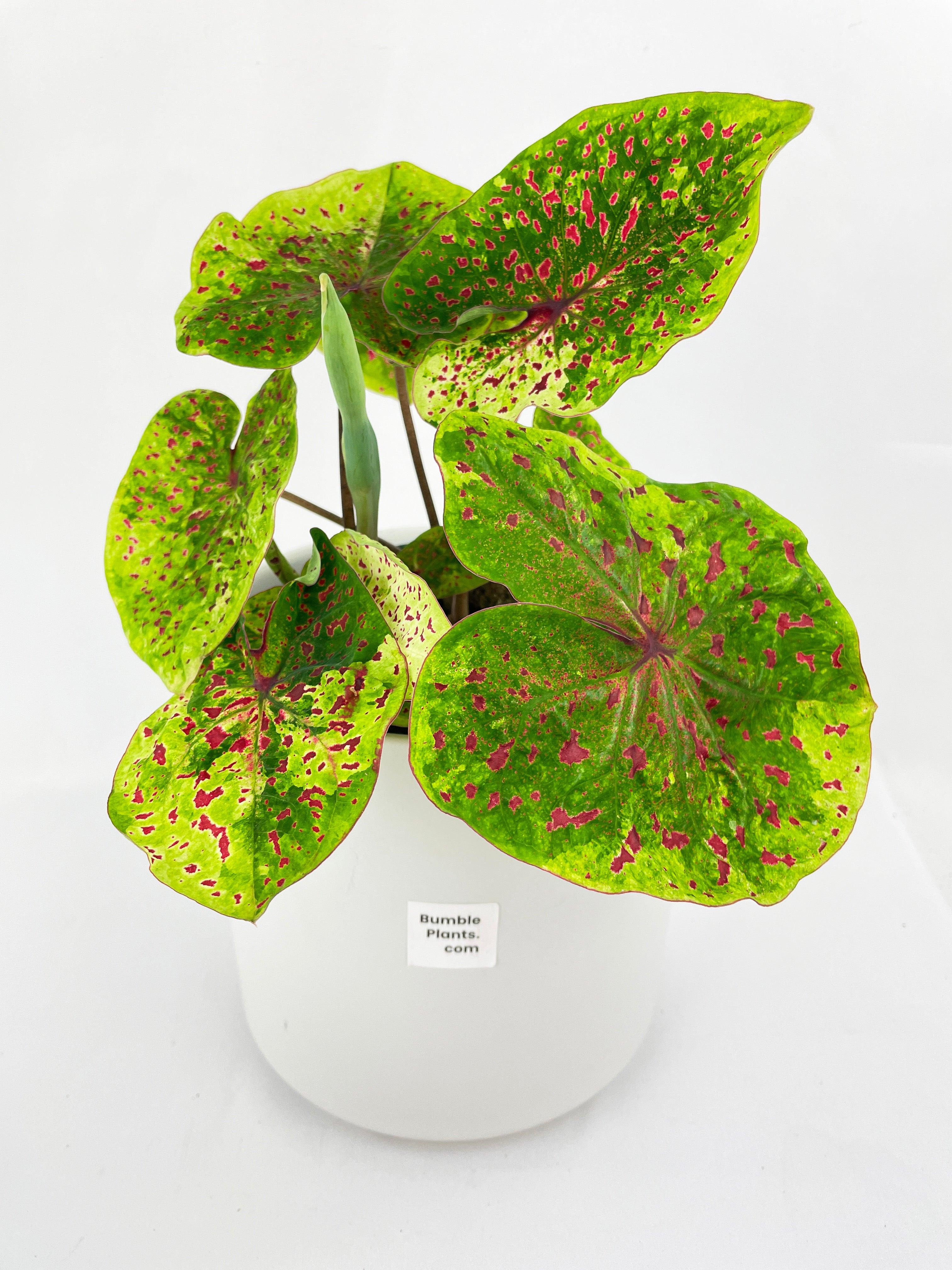 Caladium Miss Muffet