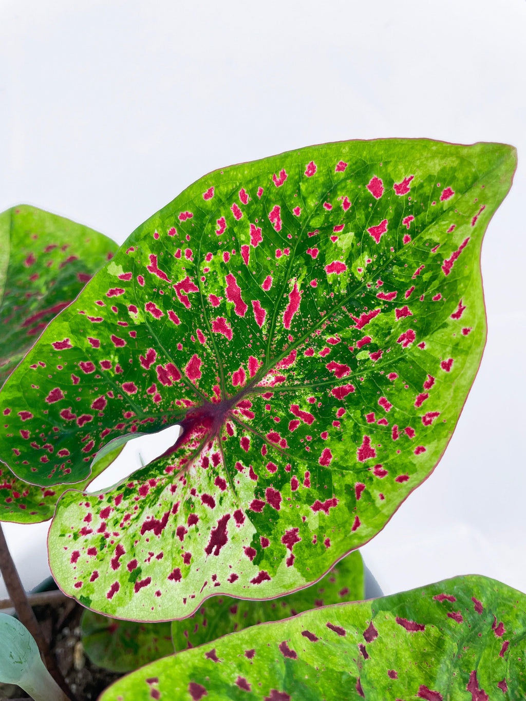 Caladium Miss Muffet