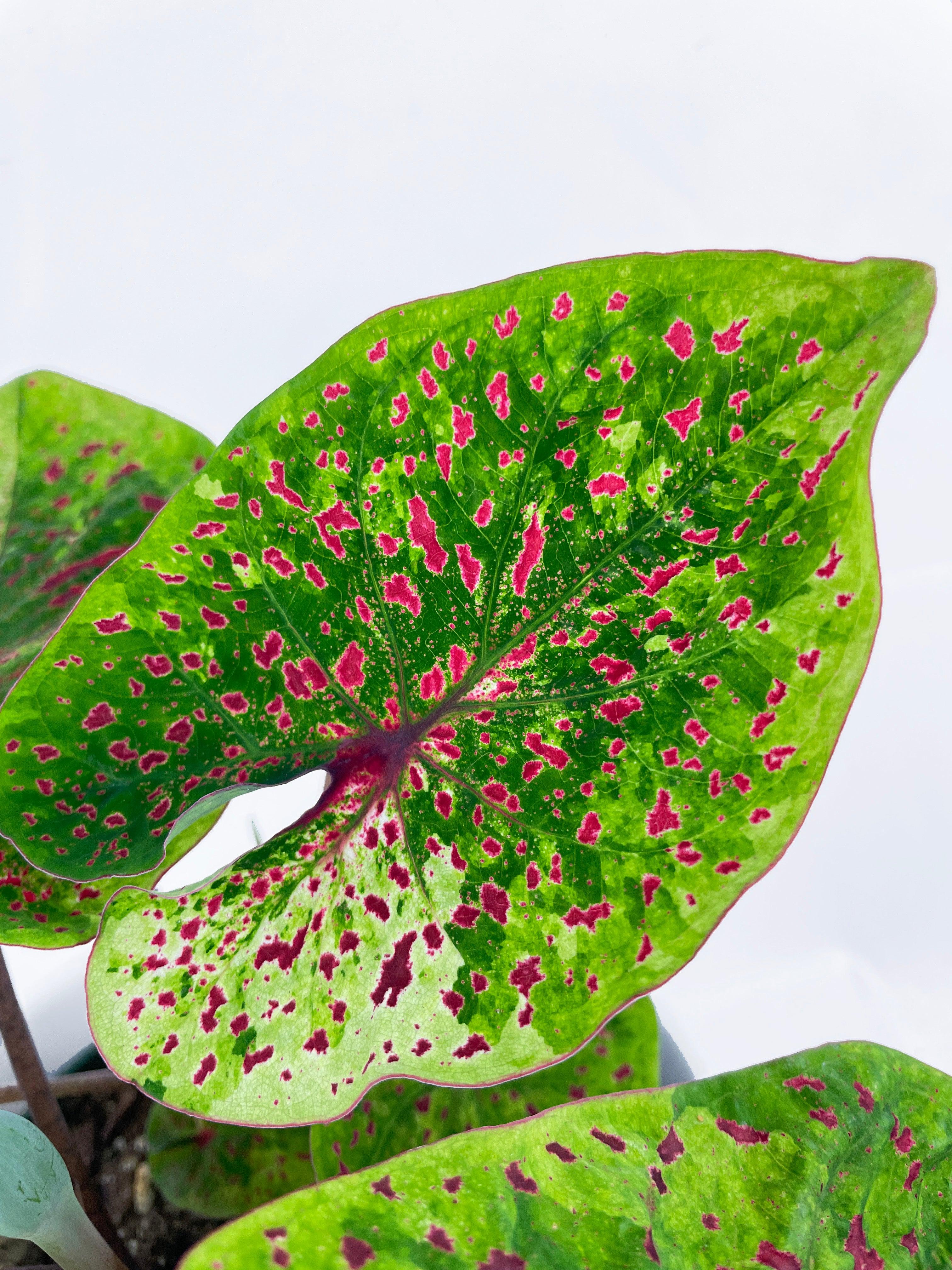 Caladium Miss Muffet