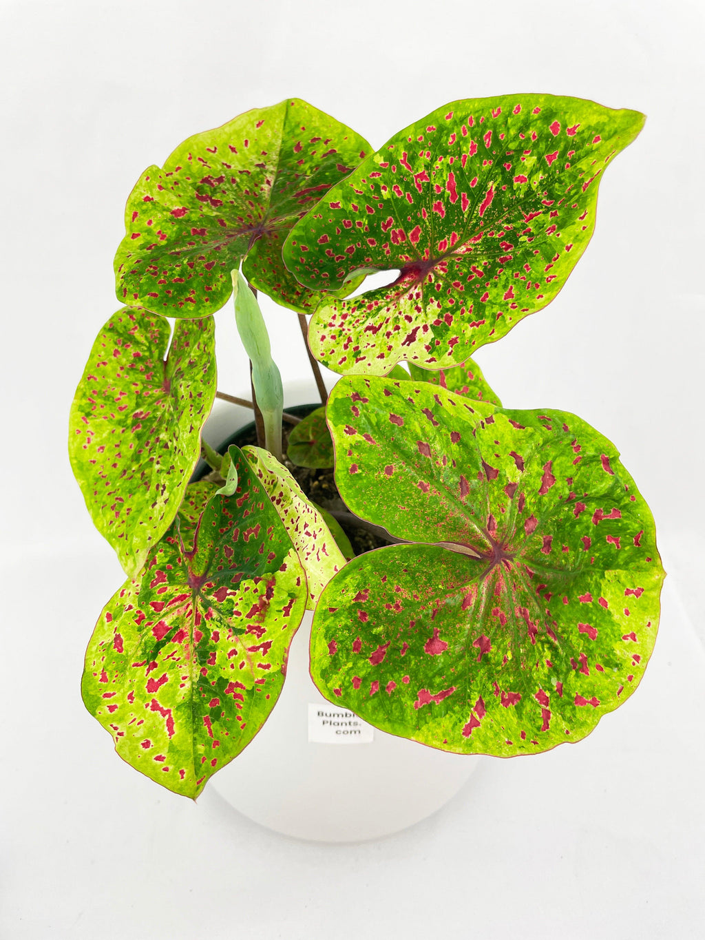 Caladium Miss Muffet