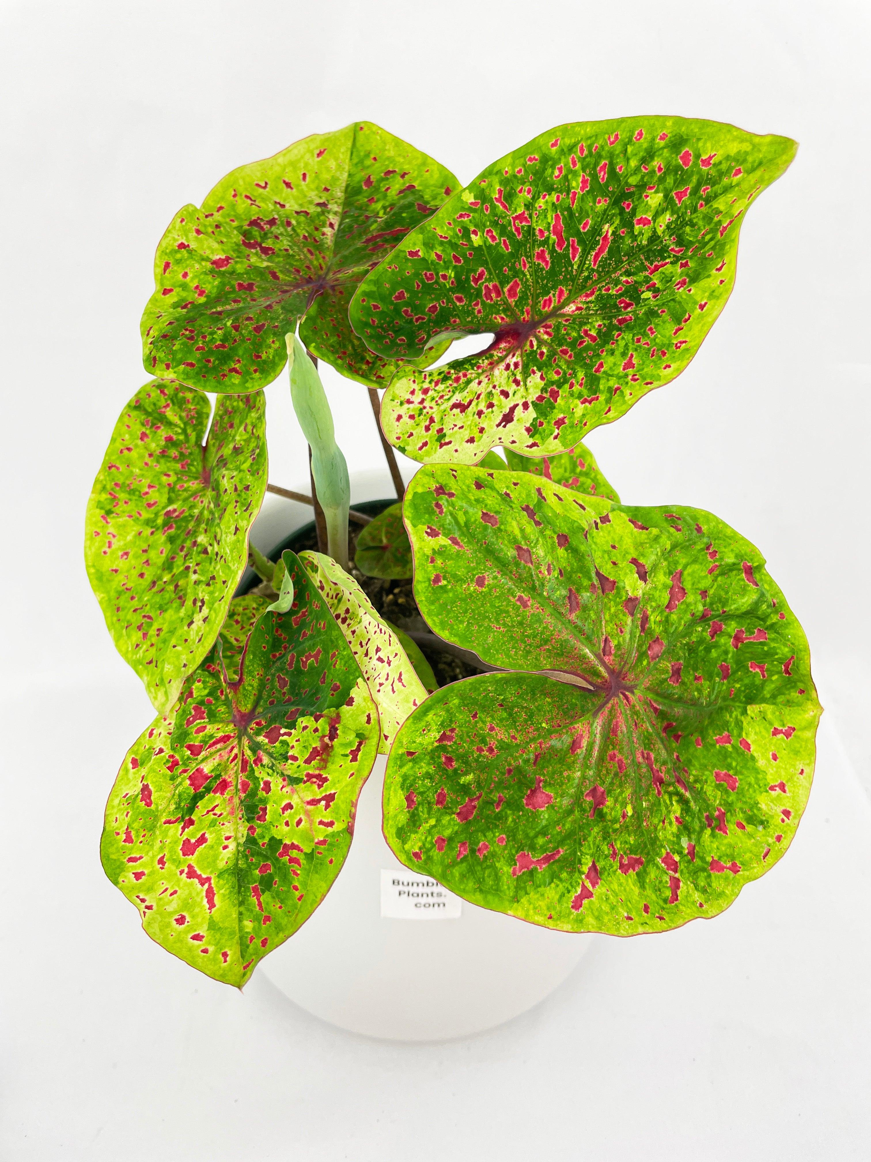 Caladium Miss Muffet