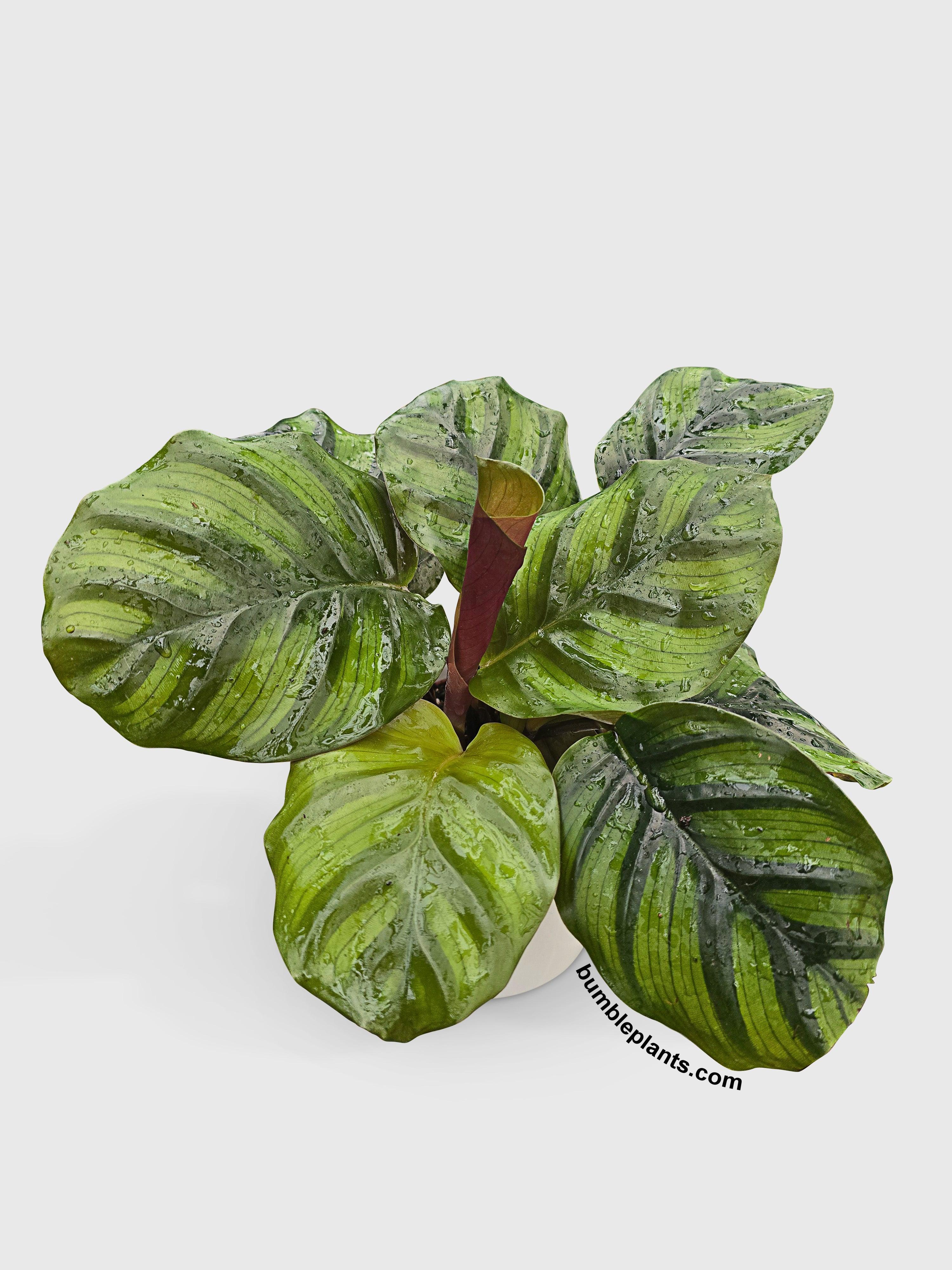 Calathea Fasciata Rotundifolia