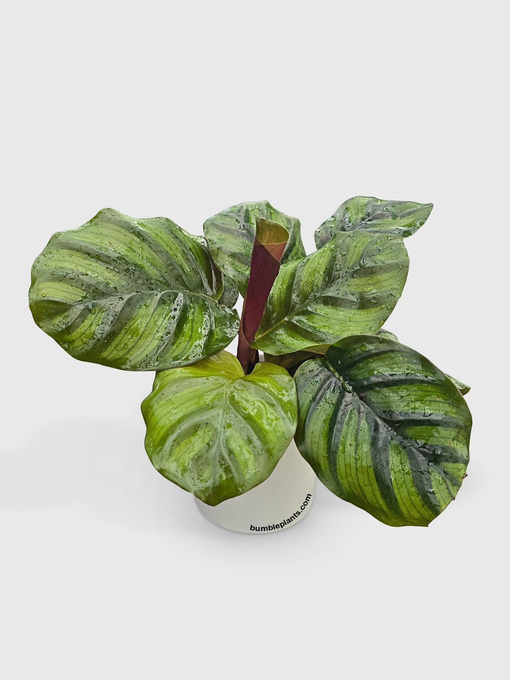 Calathea Fasciata Rotundifolia