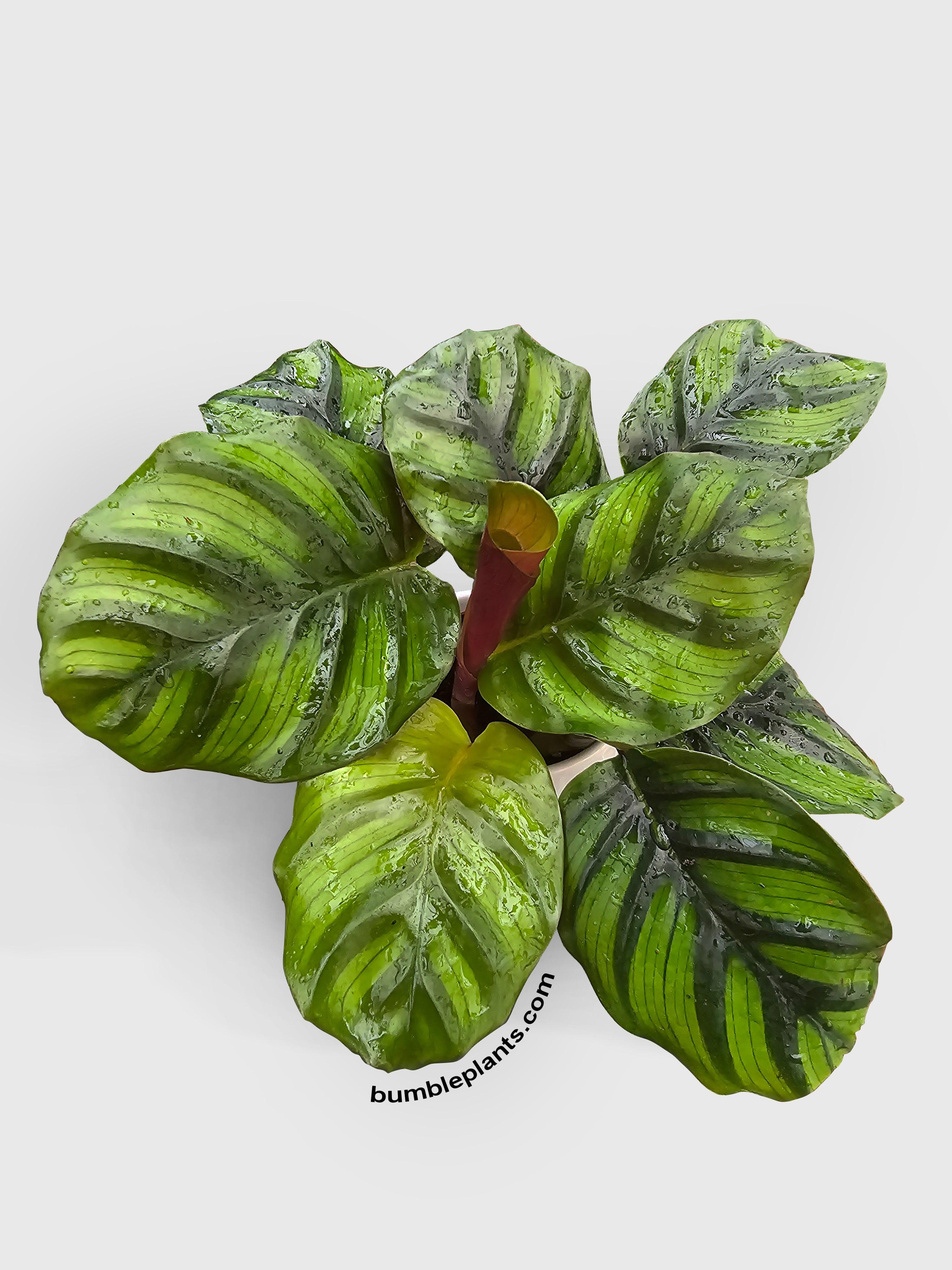 Calathea Fasciata Rotundifolia