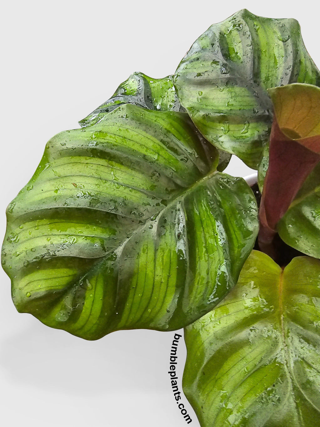 Calathea Fasciata Rotundifolia