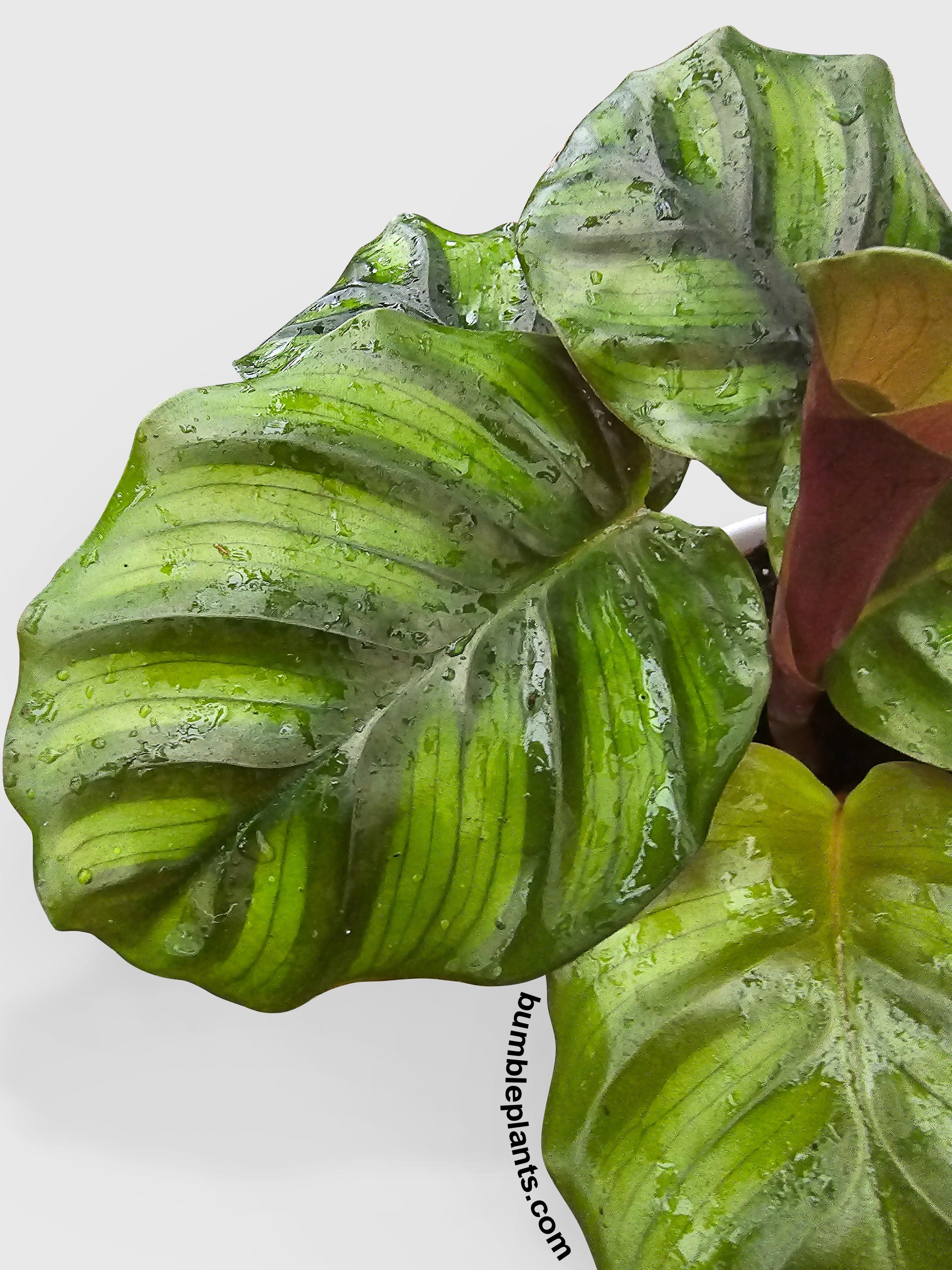 Calathea Fasciata Rotundifolia