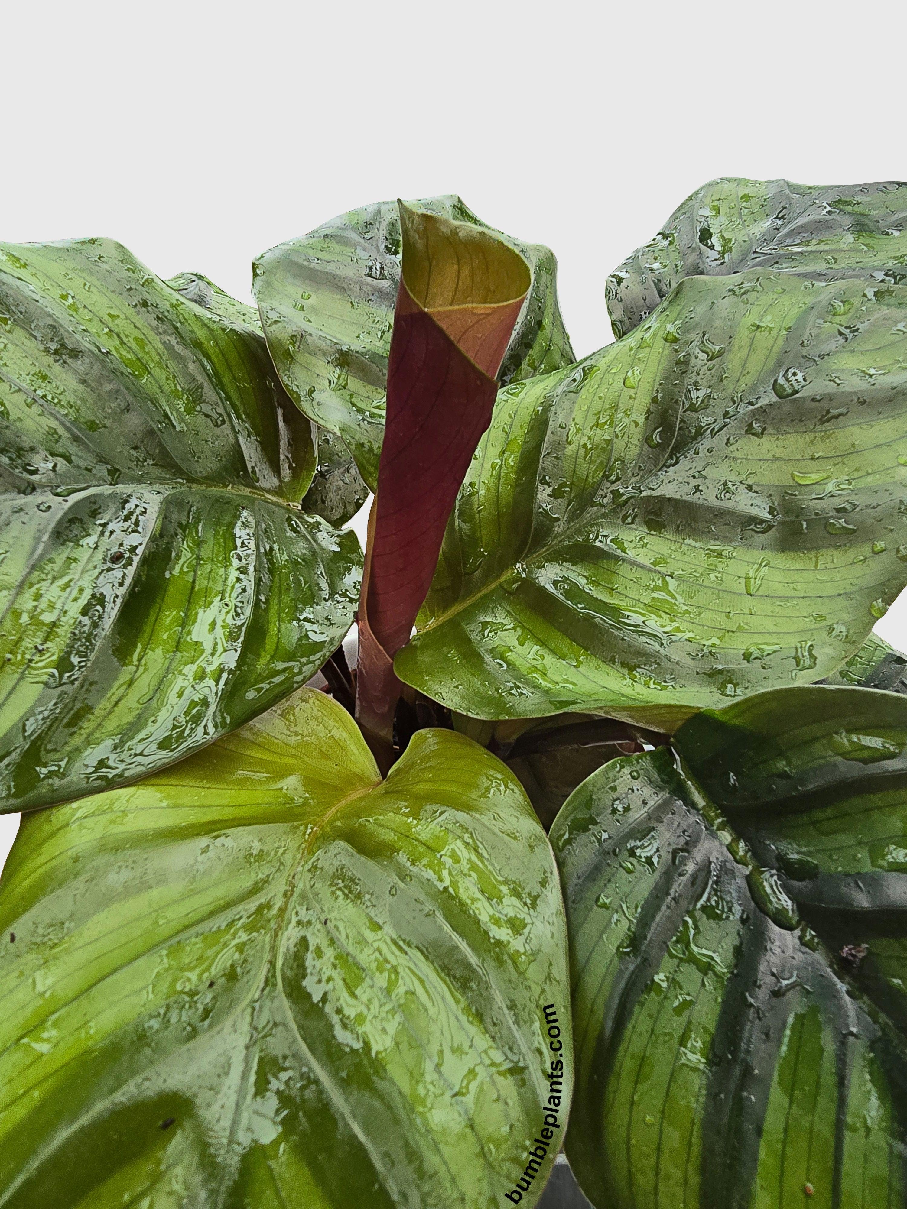 Calathea Fasciata Rotundifolia