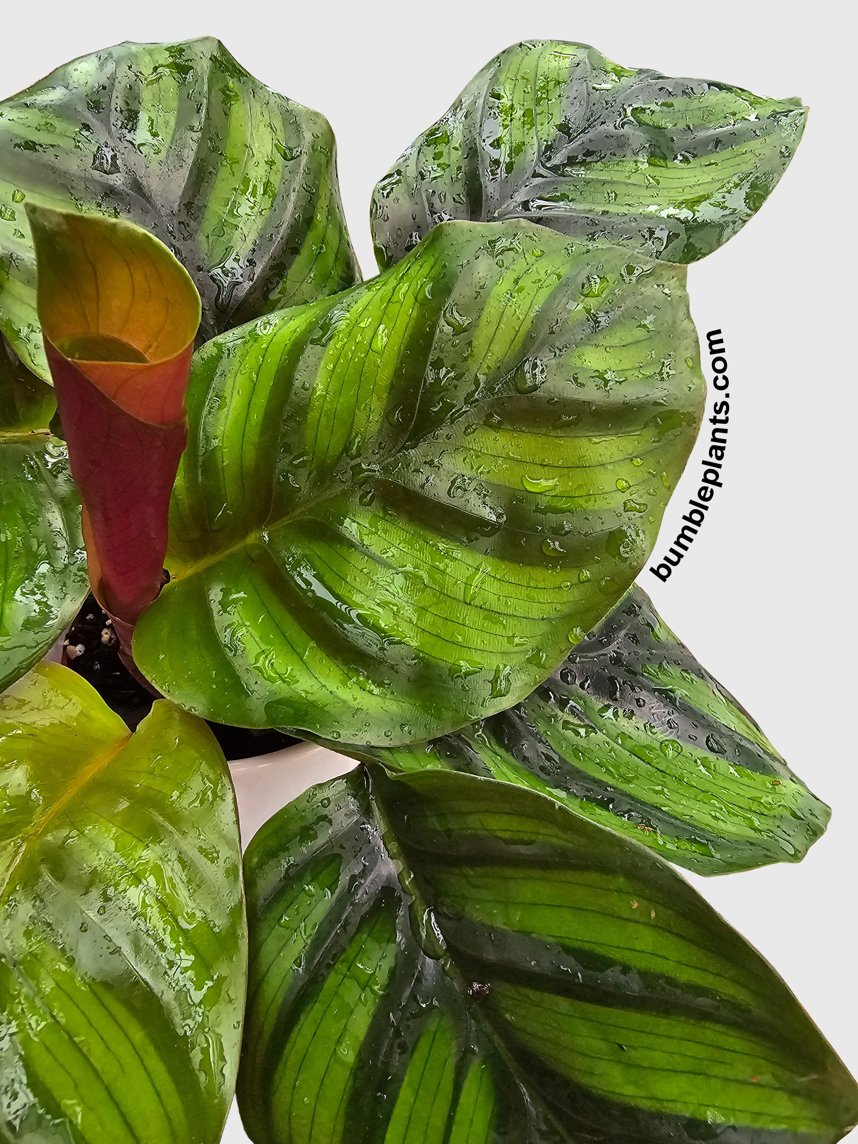 Calathea Fasciata Rotundifolia