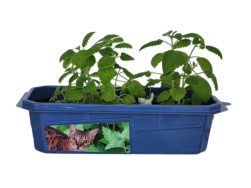 Crazy Cat Plant Mini World Terrarium