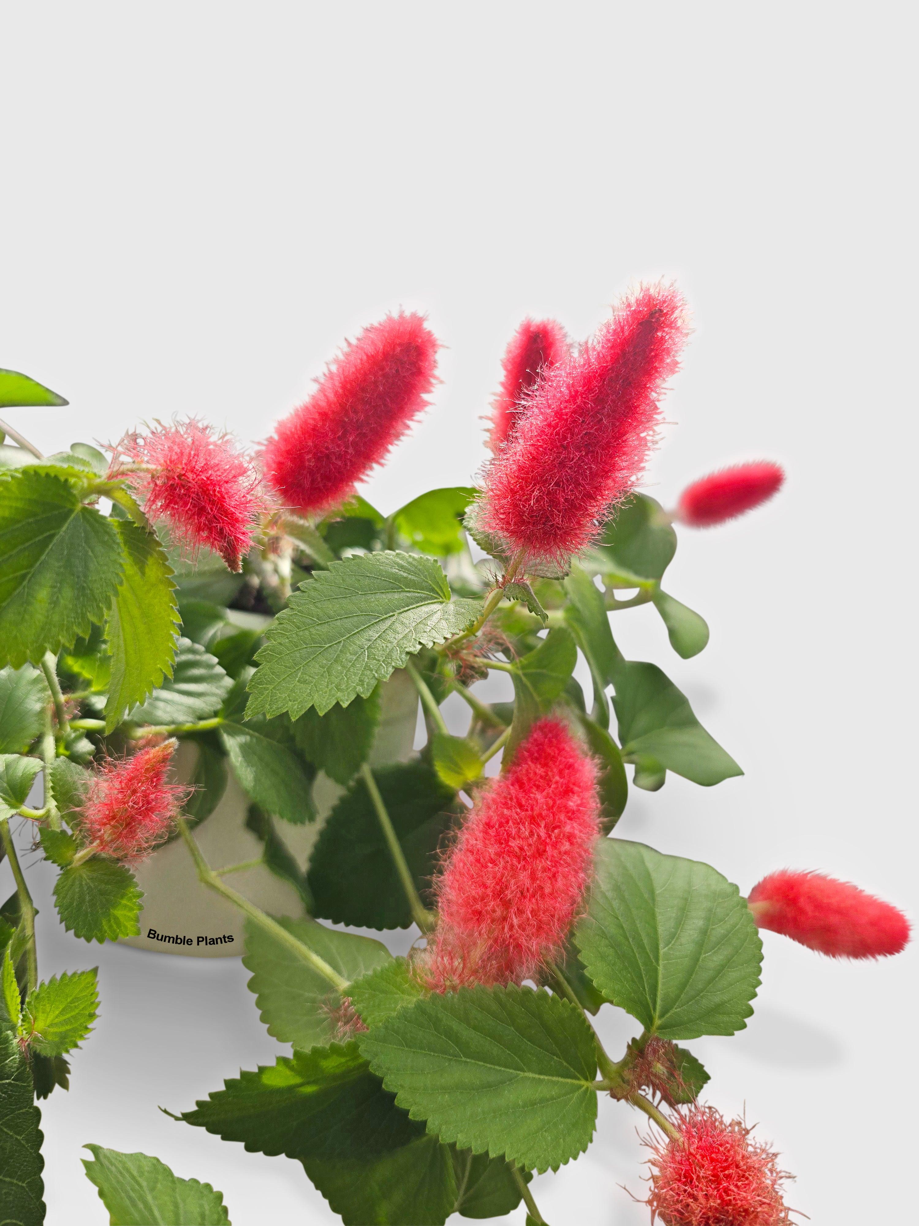 Chenille Acalypha Hispida 'Red Hot Cat's Tail'