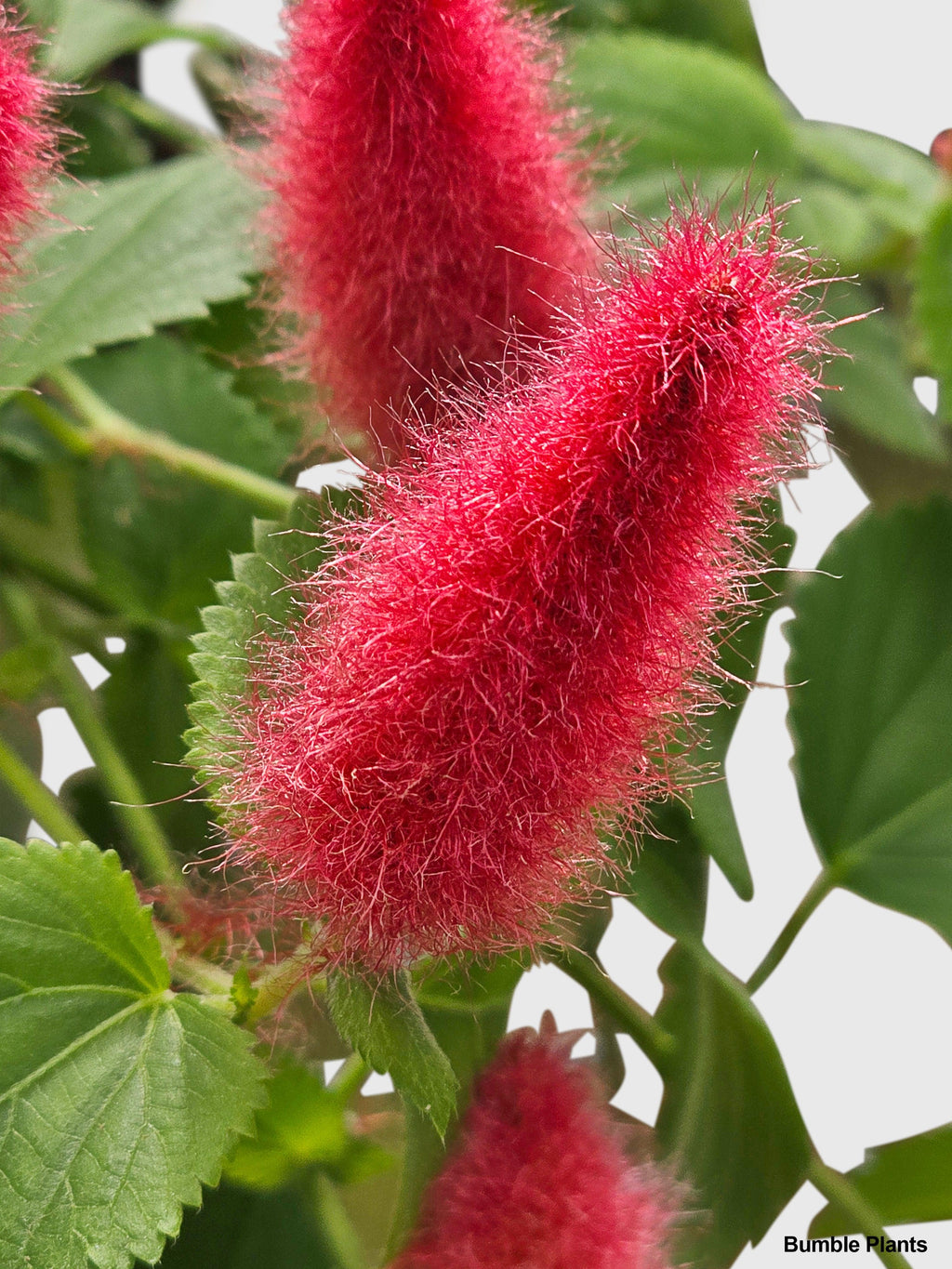 Chenille Acalypha Hispida 'Red Hot Cat's Tail'