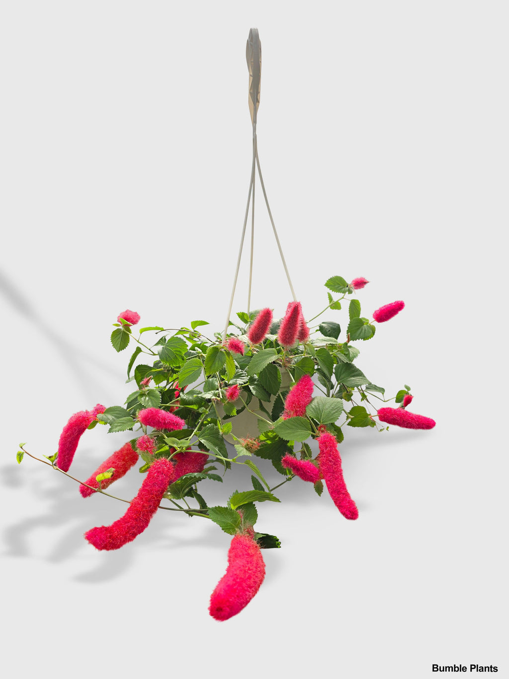 Chenille Acalypha Hispida 'Red Hot Cat's Tail'