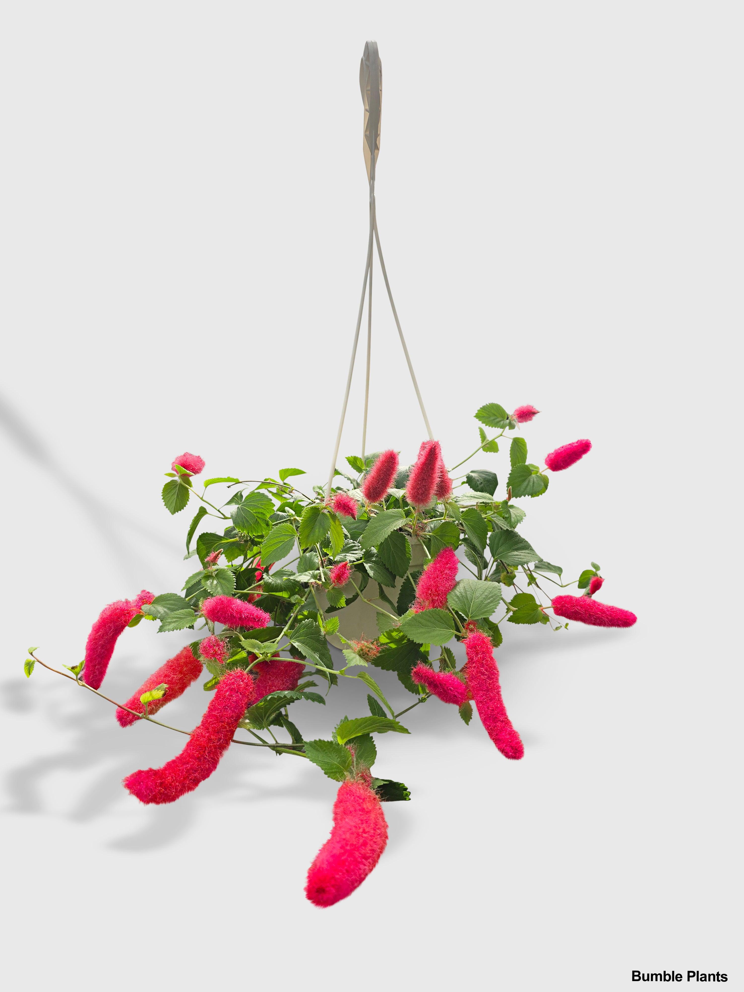 Chenille Acalypha Hispida 'Red Hot Cat's Tail'