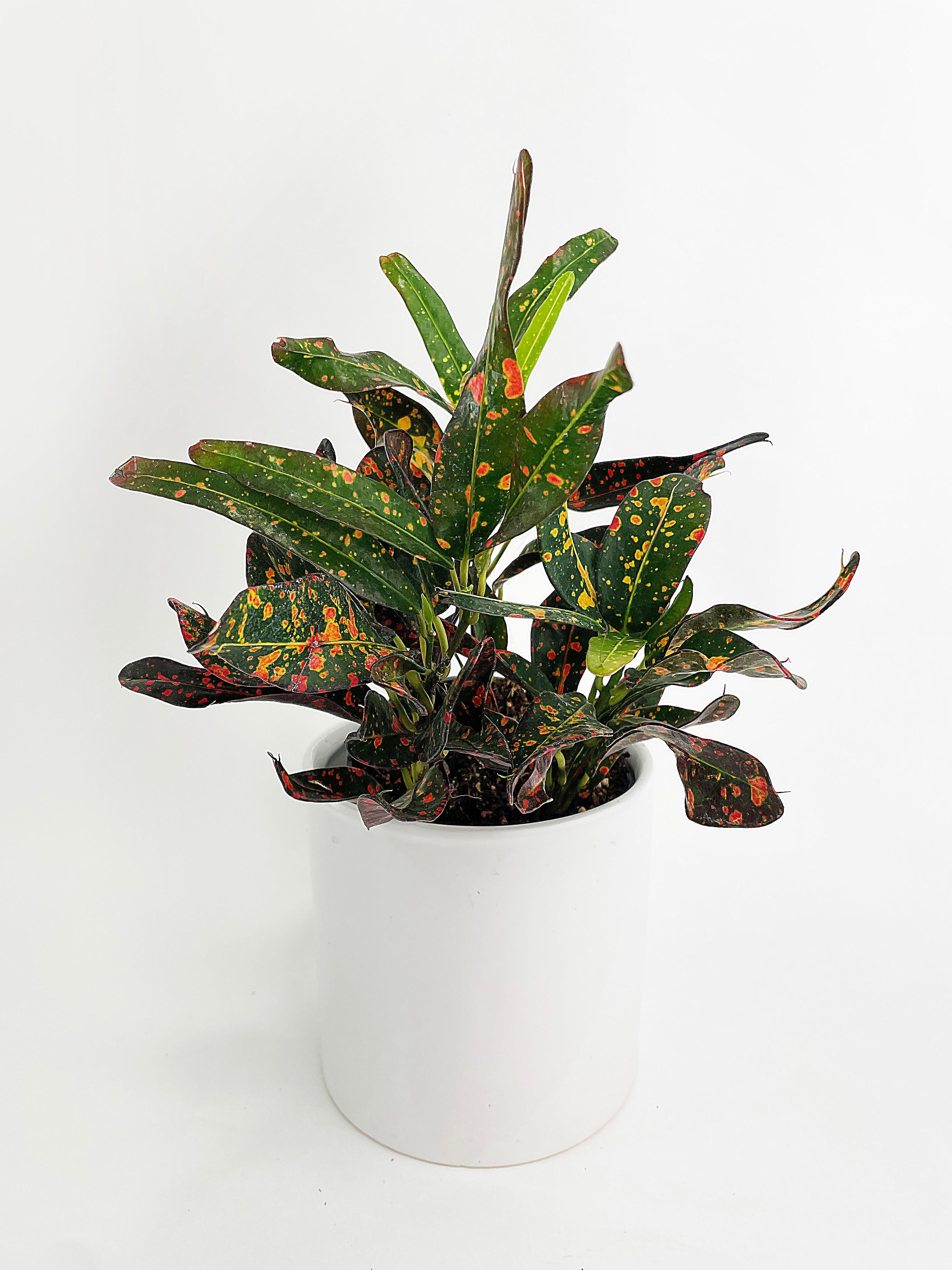 Codiaeum Variegatum 'Red Spot' Croton