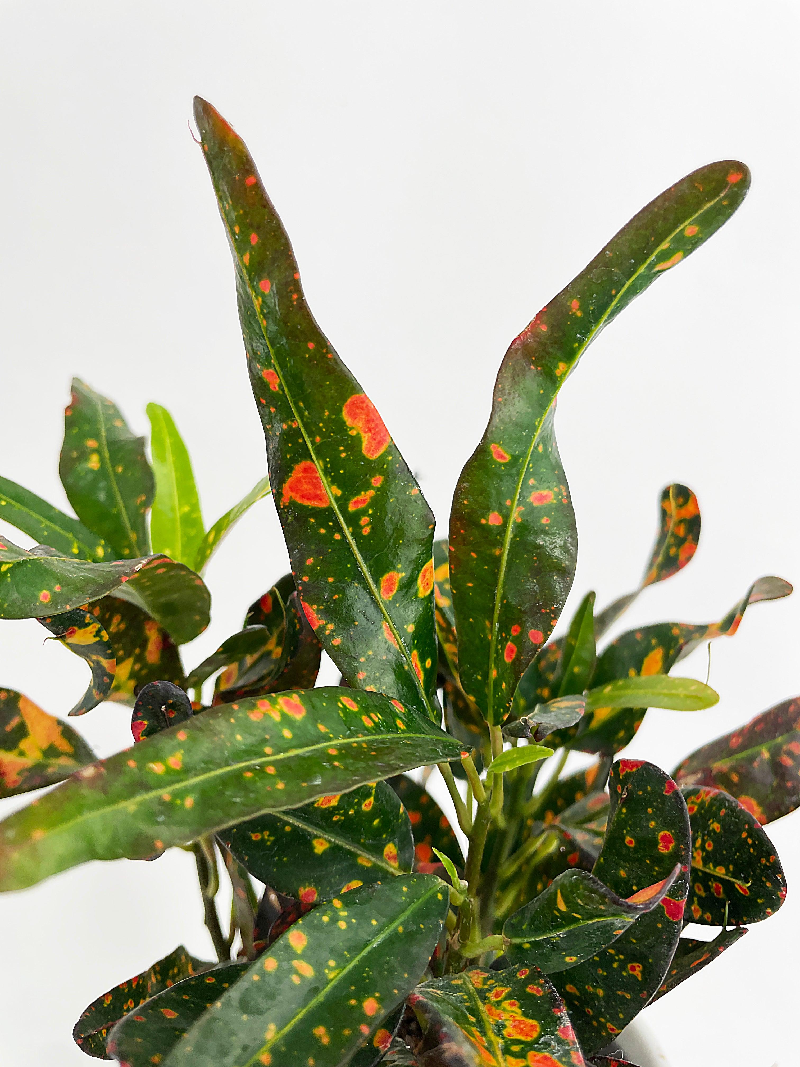 Codiaeum Variegatum 'Red Spot' Croton
