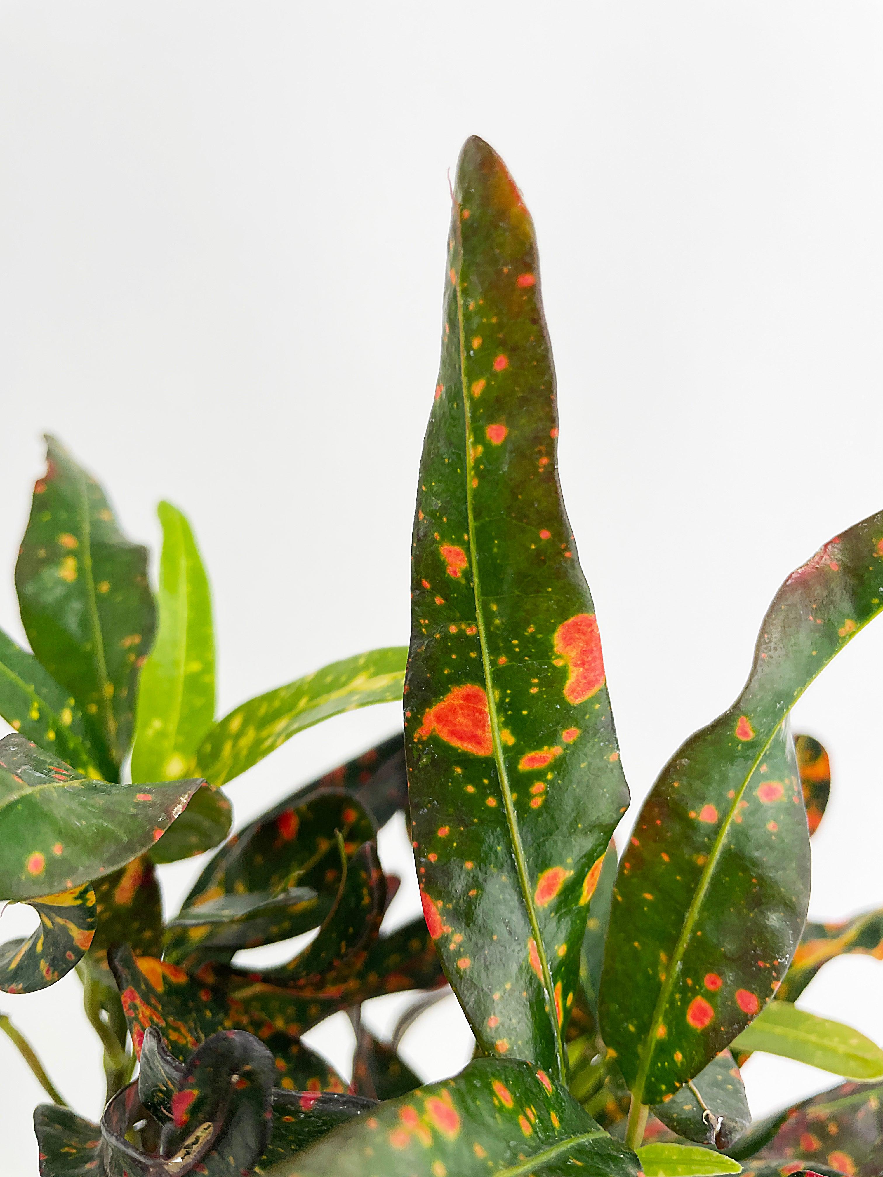 Codiaeum Variegatum 'Red Spot' Croton