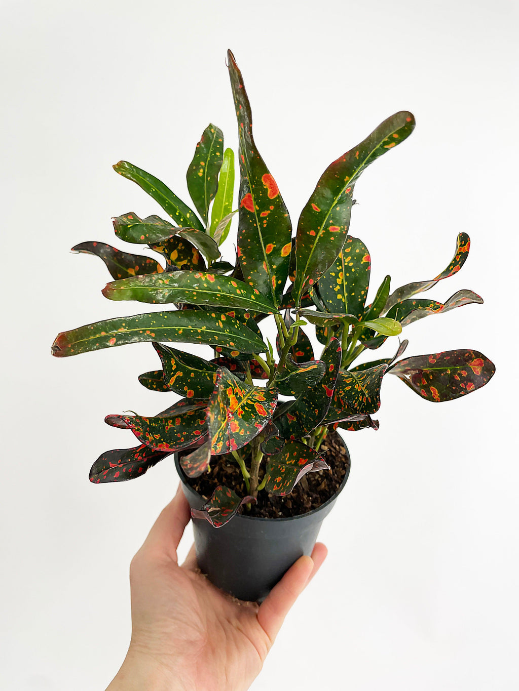 Codiaeum Variegatum 'Red Spot' Croton