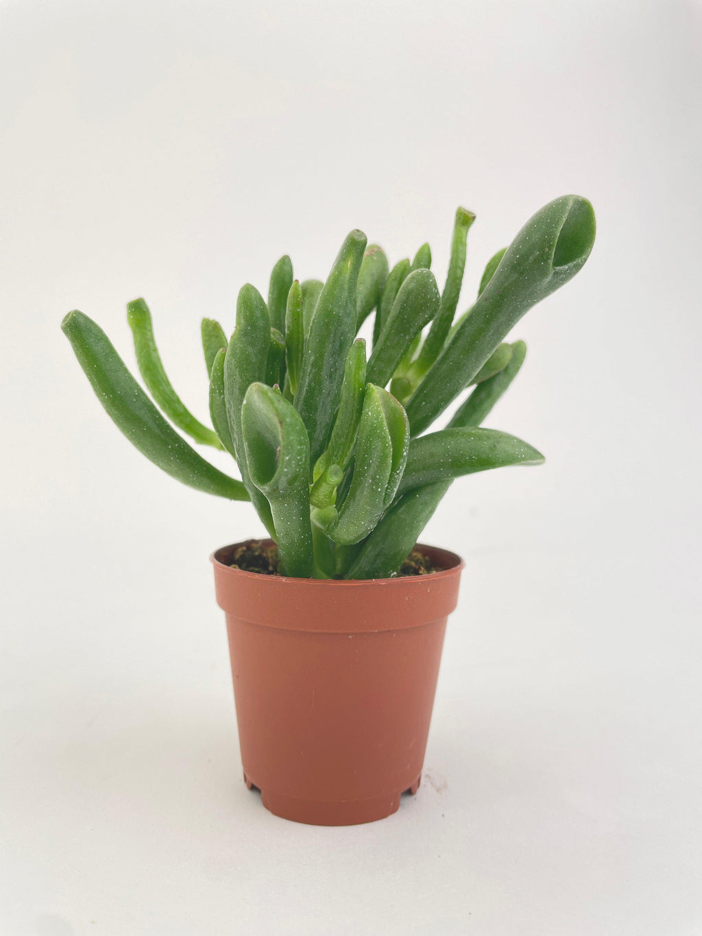 Crassula Gollum Hobbit Jade Succulent