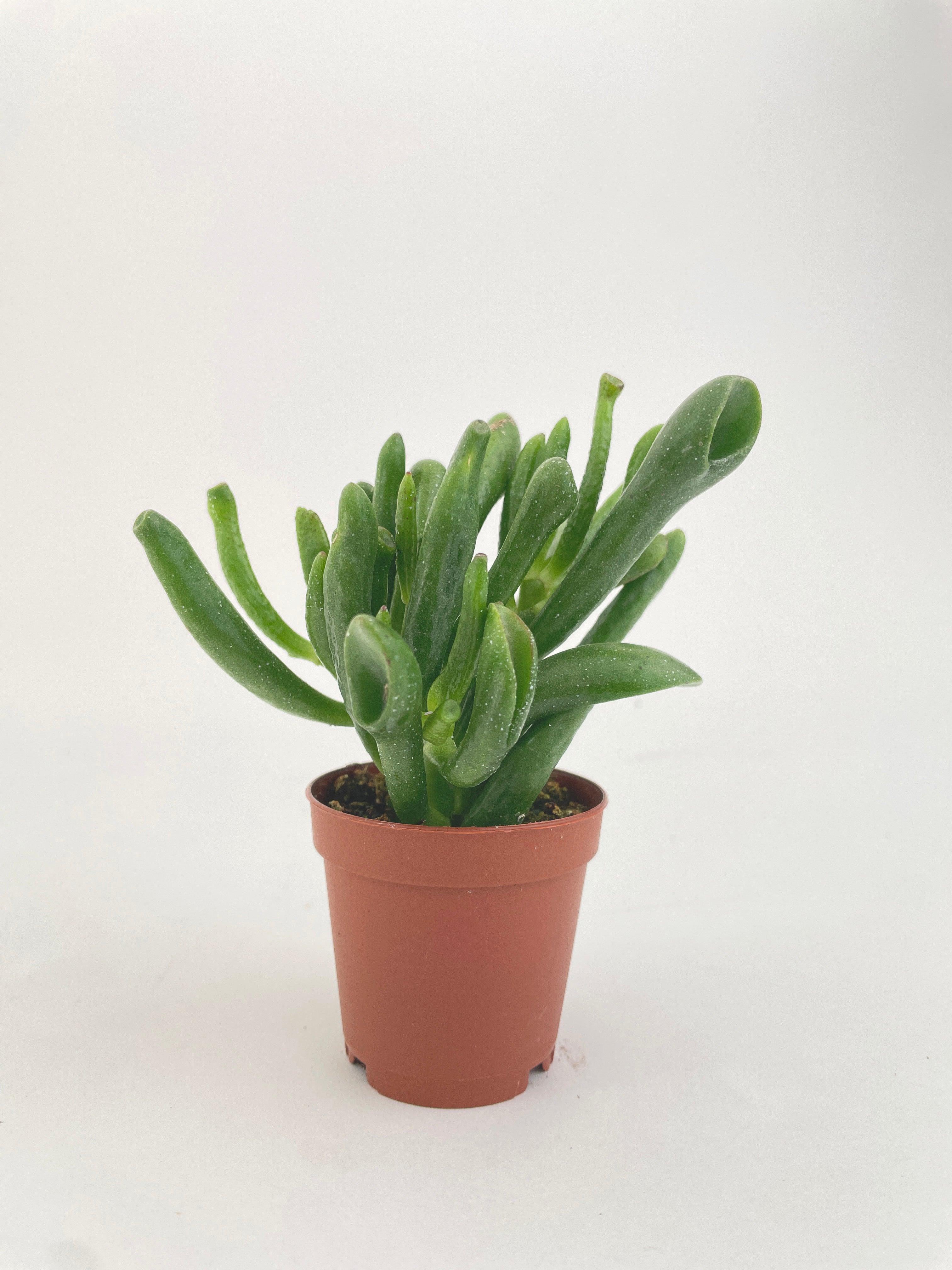 Crassula Gollum Hobbit Jade Succulent