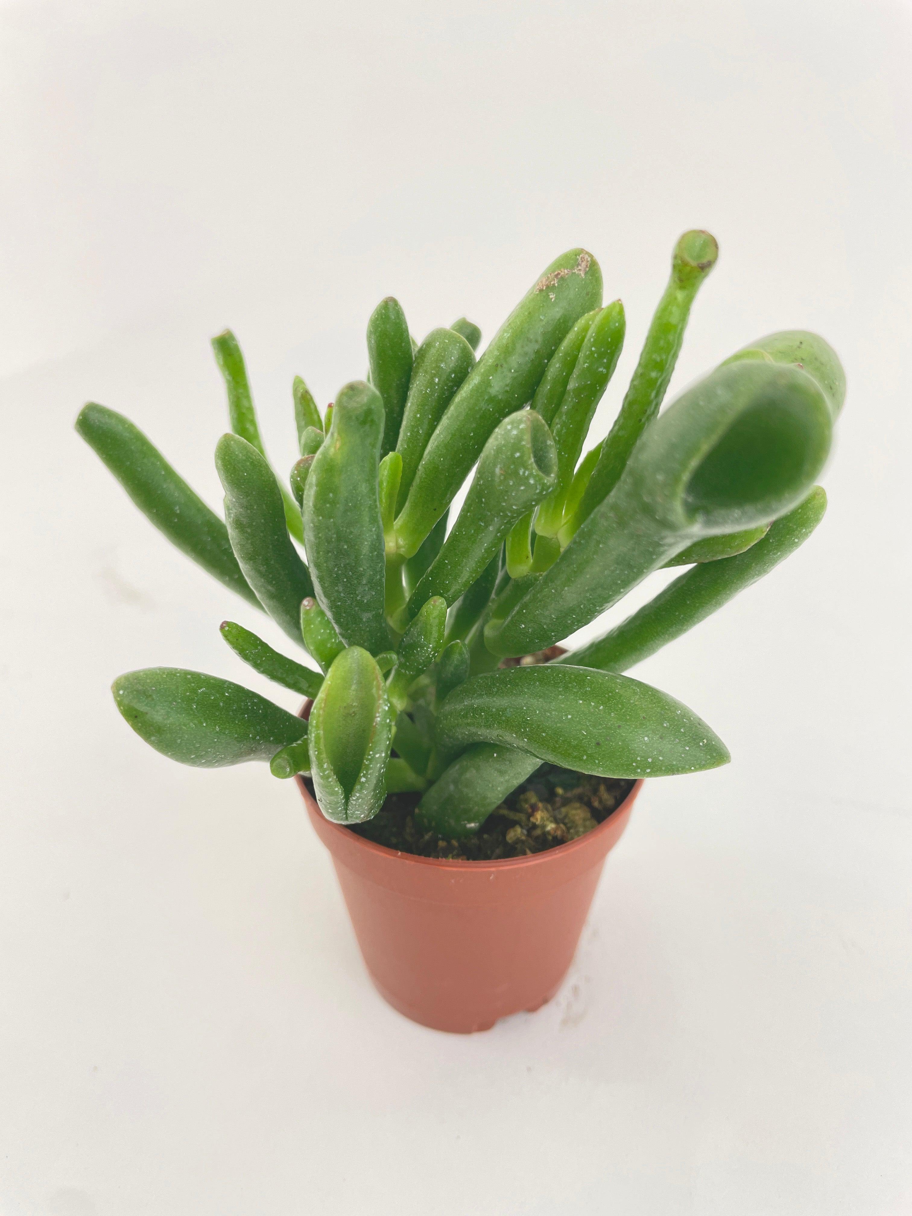 Crassula Gollum Hobbit Jade Succulent