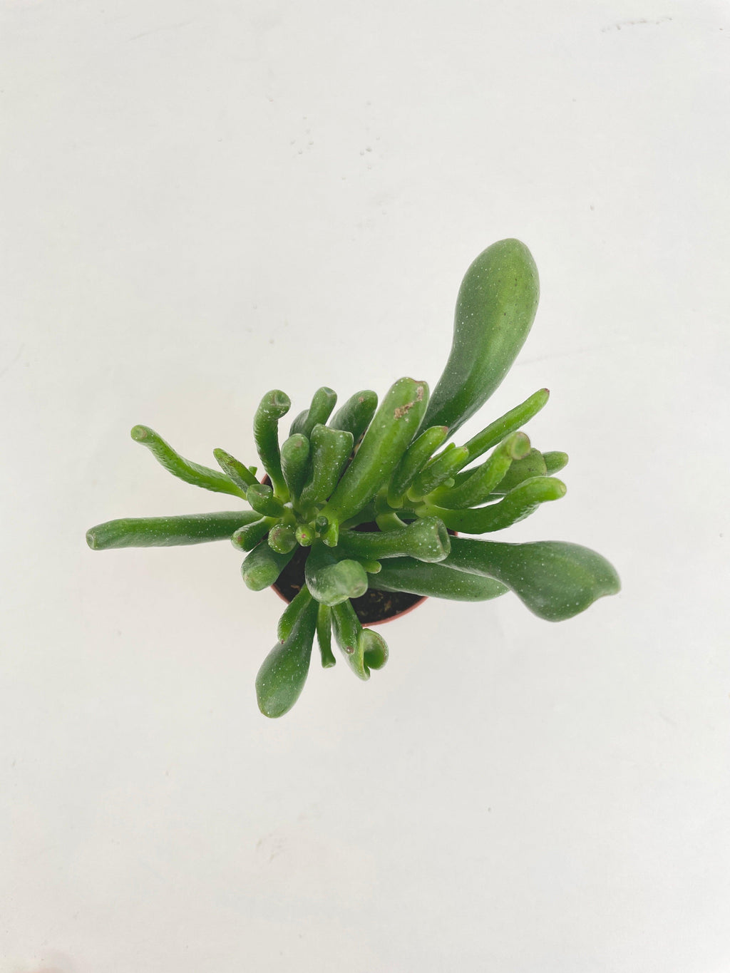 Crassula Gollum Hobbit Jade Succulent