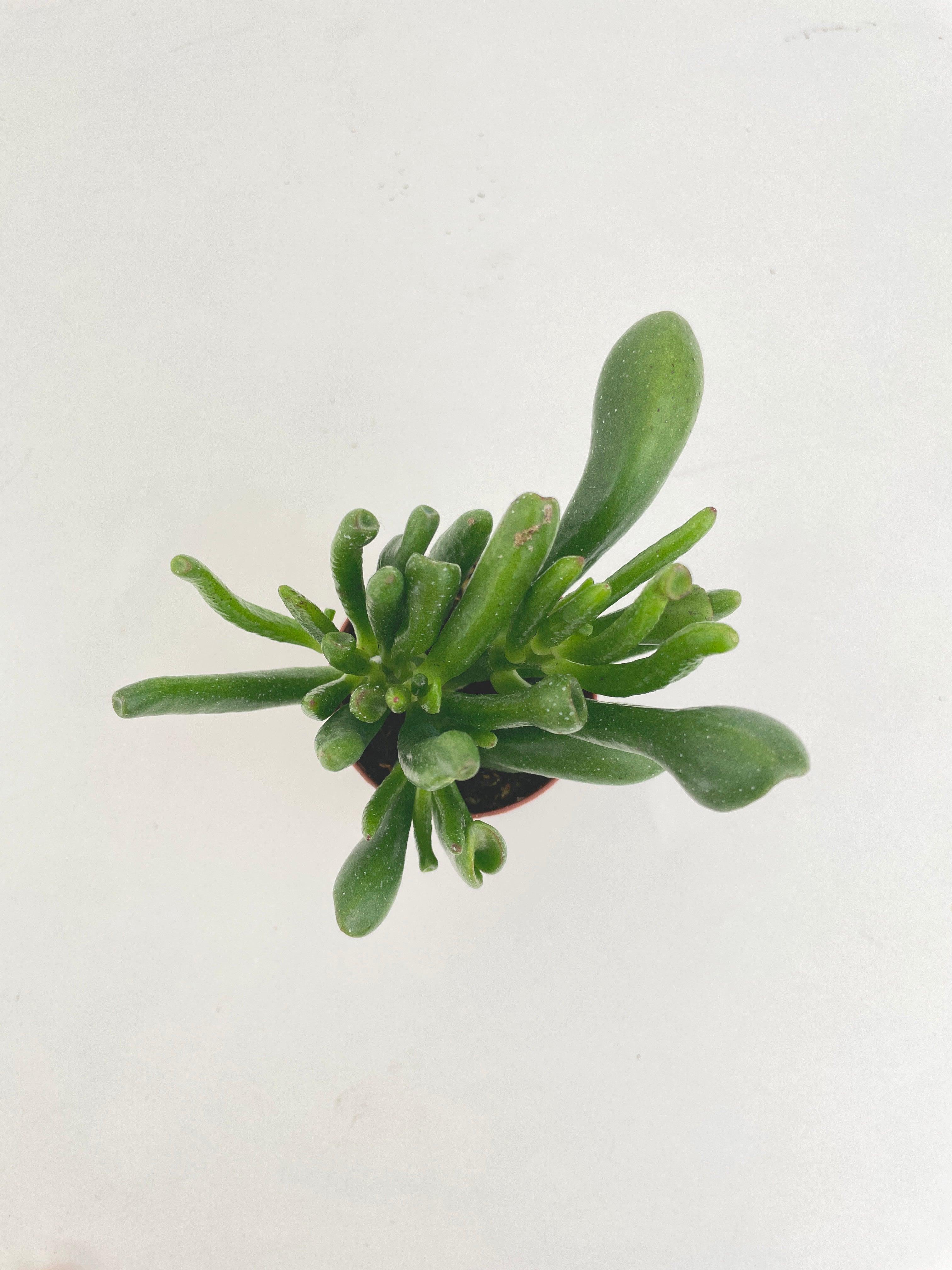 Crassula Gollum Hobbit Jade Succulent