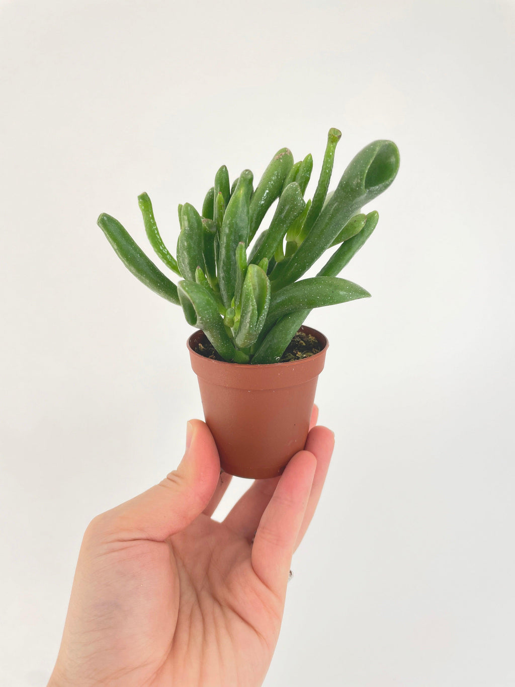 Crassula Gollum Hobbit Jade Succulent