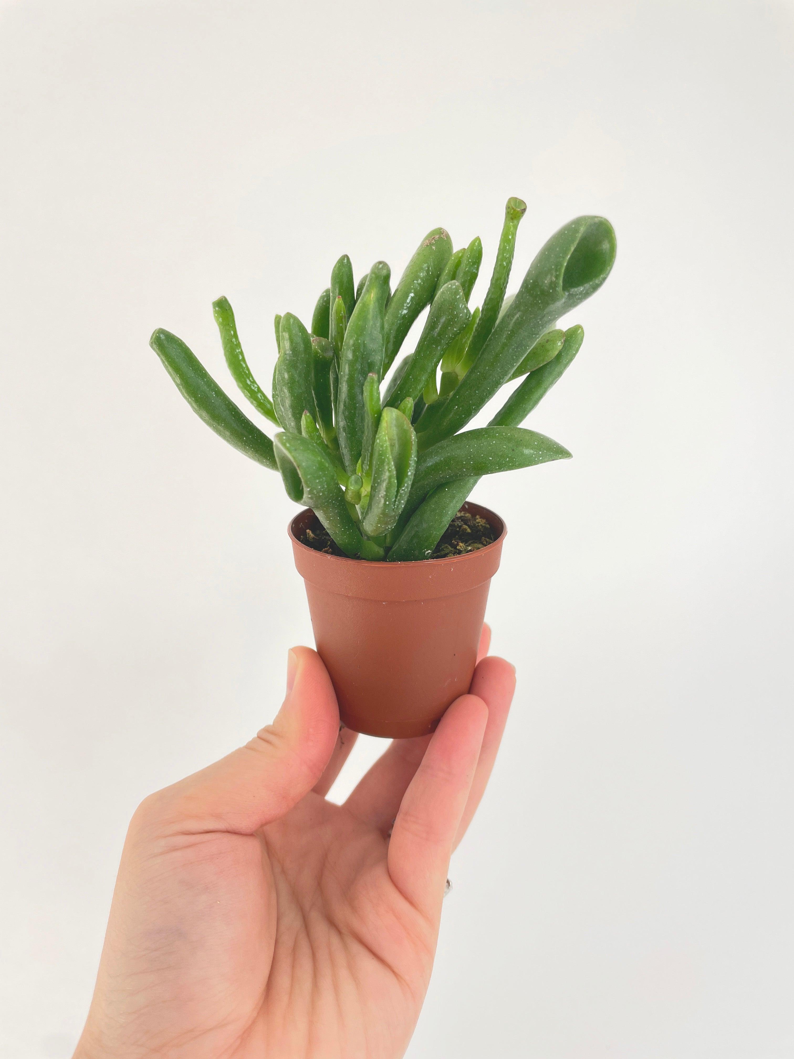 Crassula Gollum Hobbit Jade Succulent