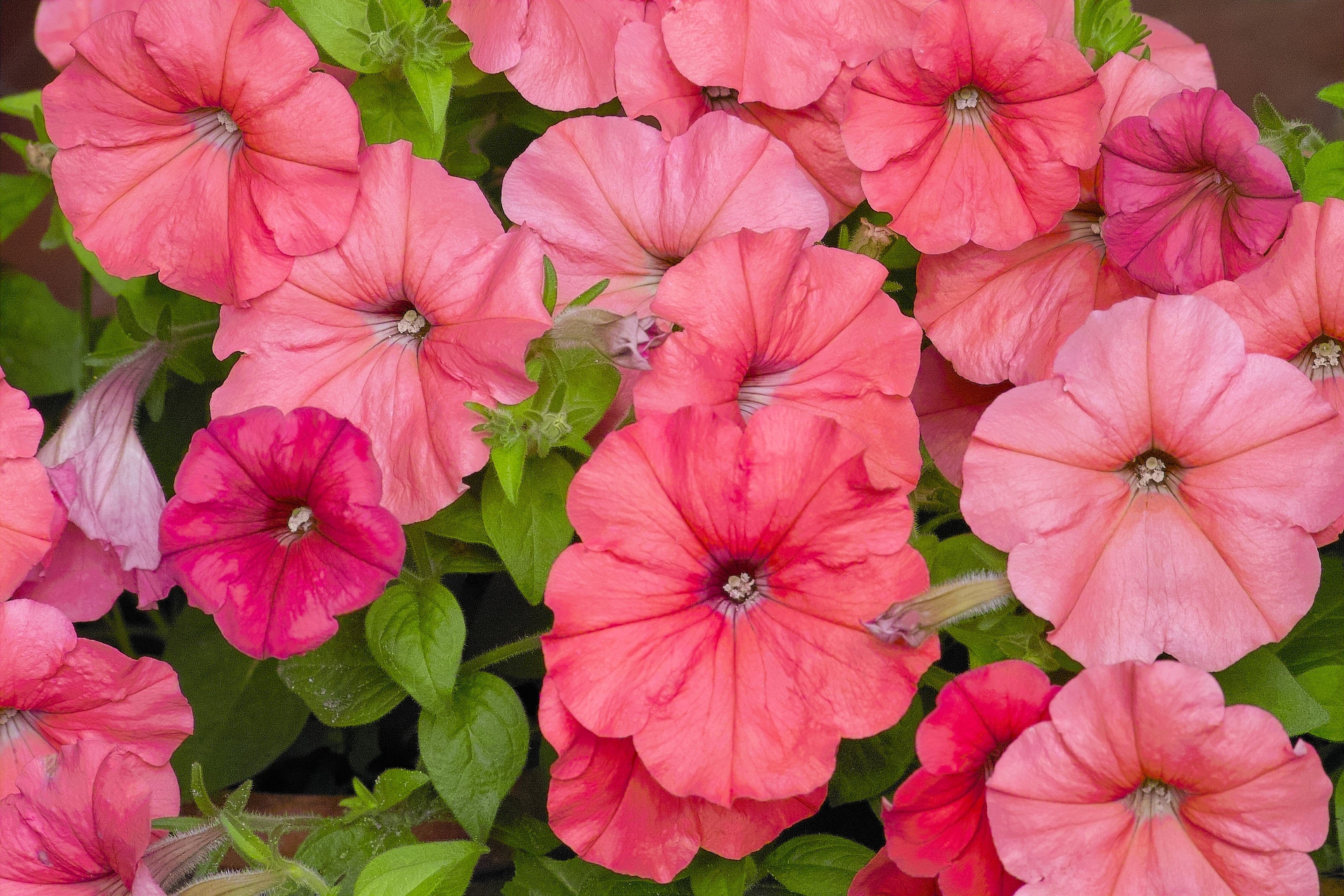250 MIXED COLORS PETUNIA Flower Seeds
