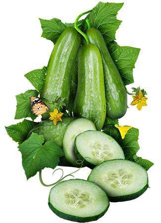 Ashley Cucumber