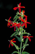 20 ROYAL RED CATCHFLY Hummingbird & Endangered Native Flower Silene Regia Seeds