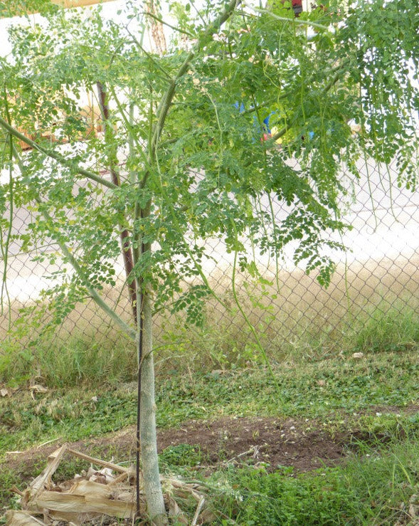 Drumstick Tree Seeds