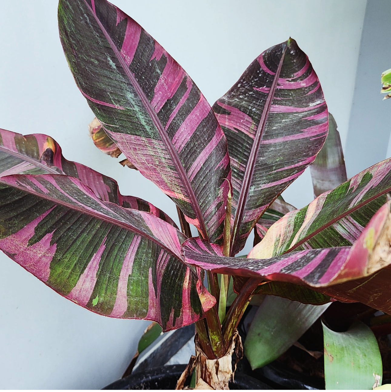 Pink Variegated Banana ‘No No’ Culture Live Plant (SUPER RARE)