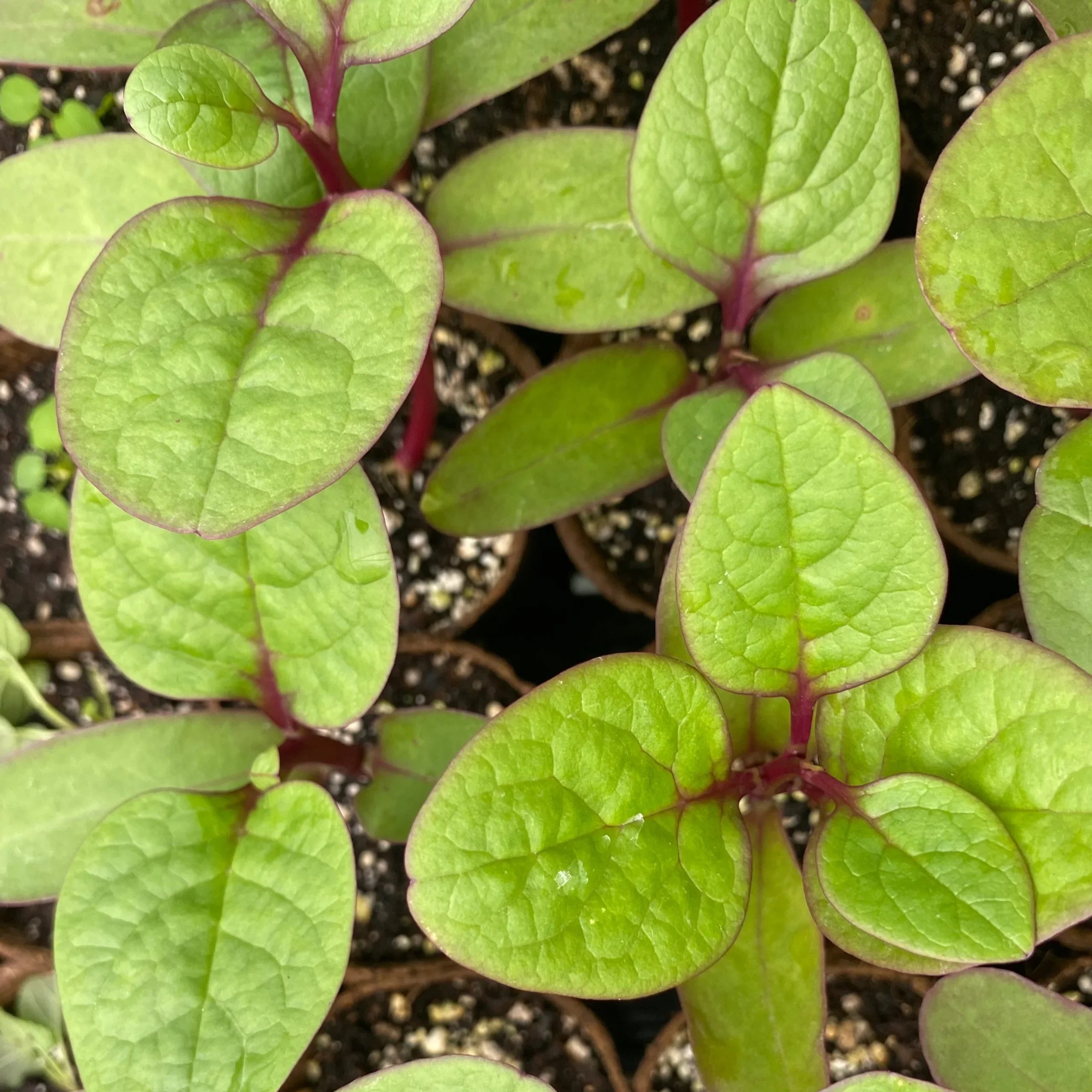 Red Malabar Spinach Live Plant