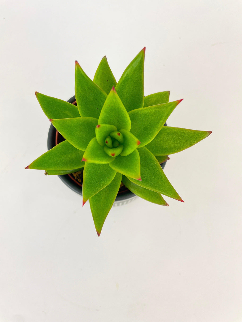 Echeveria Agavoides Succulent