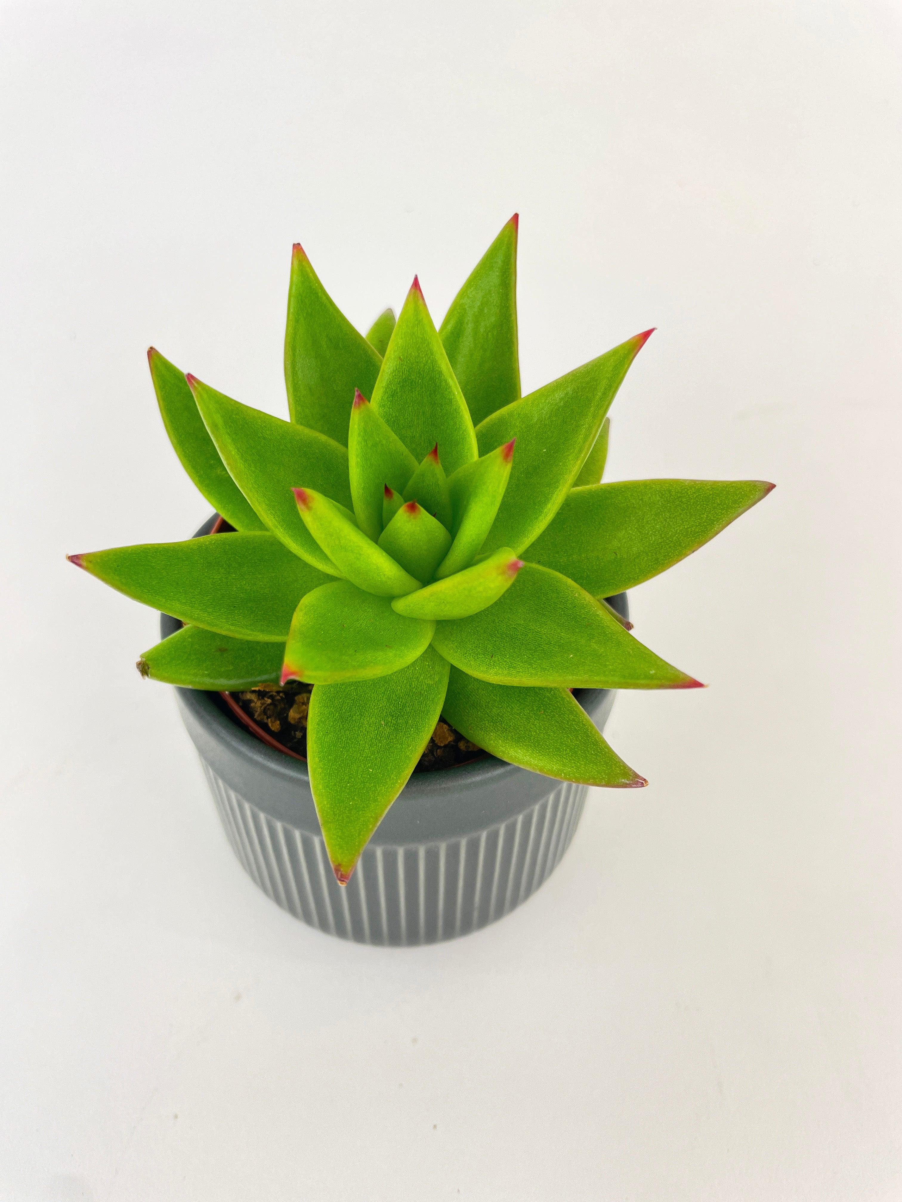 Echeveria Agavoides Succulent