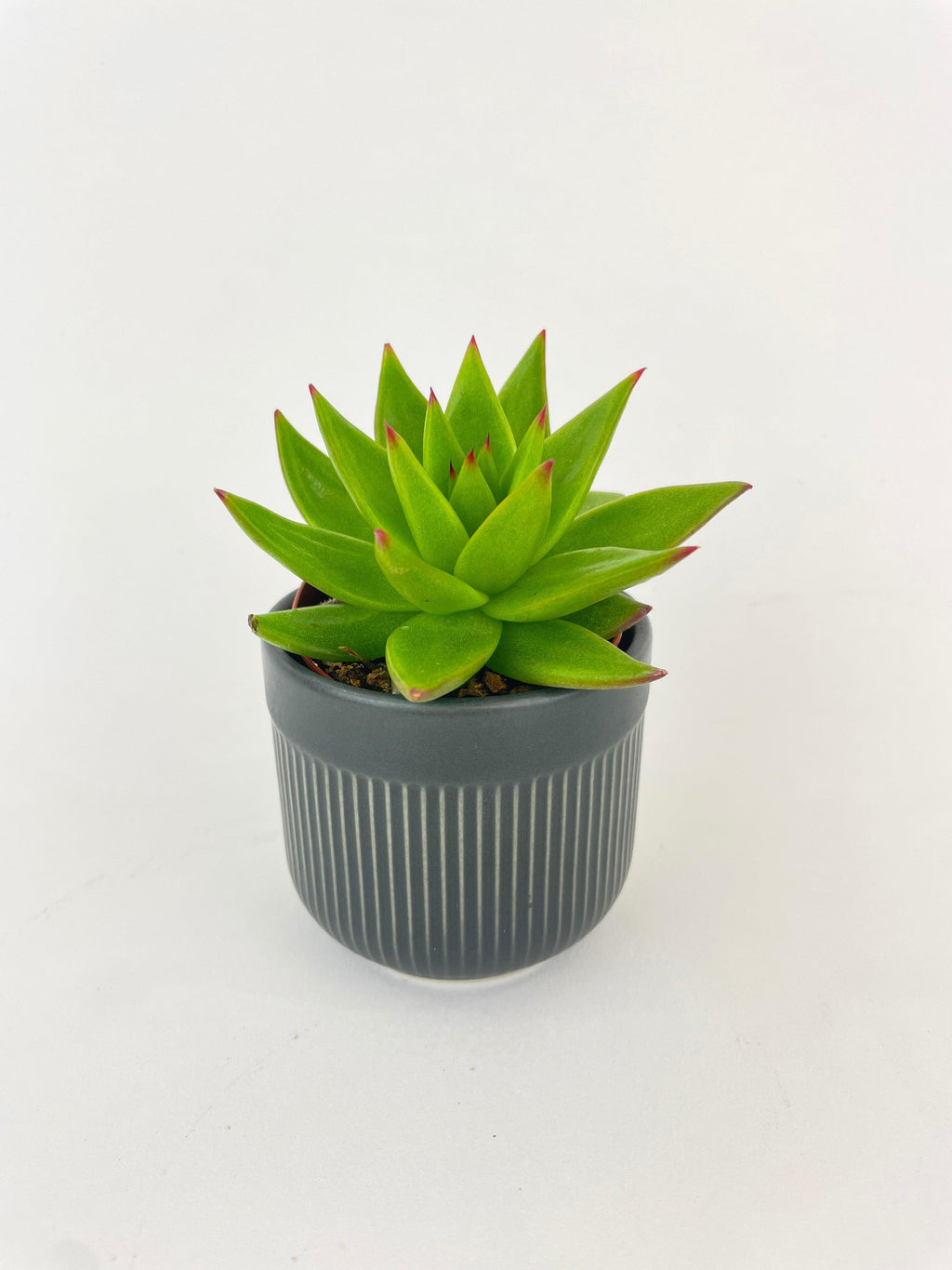 Echeveria Agavoides Succulent