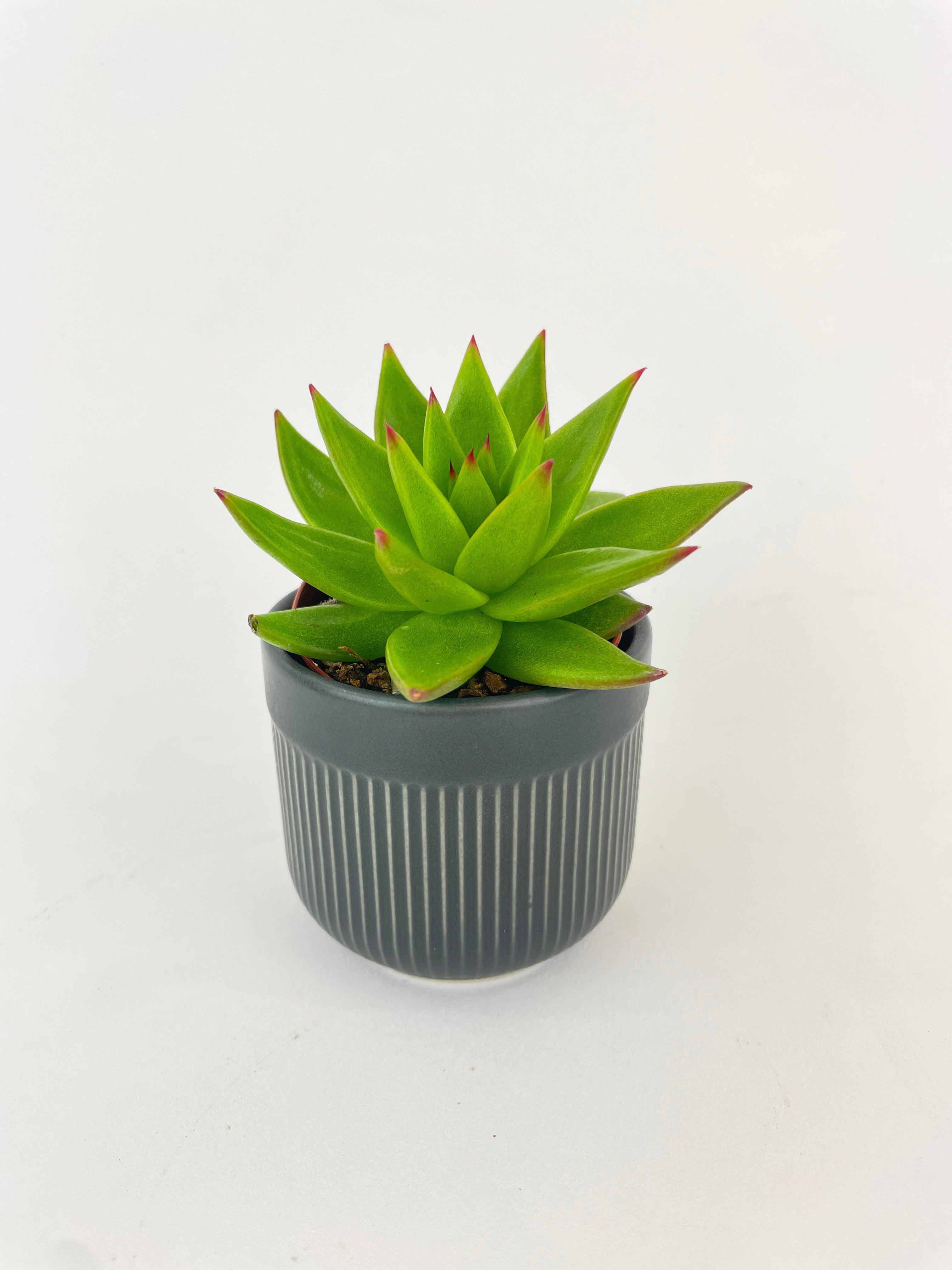 Echeveria Agavoides Succulent