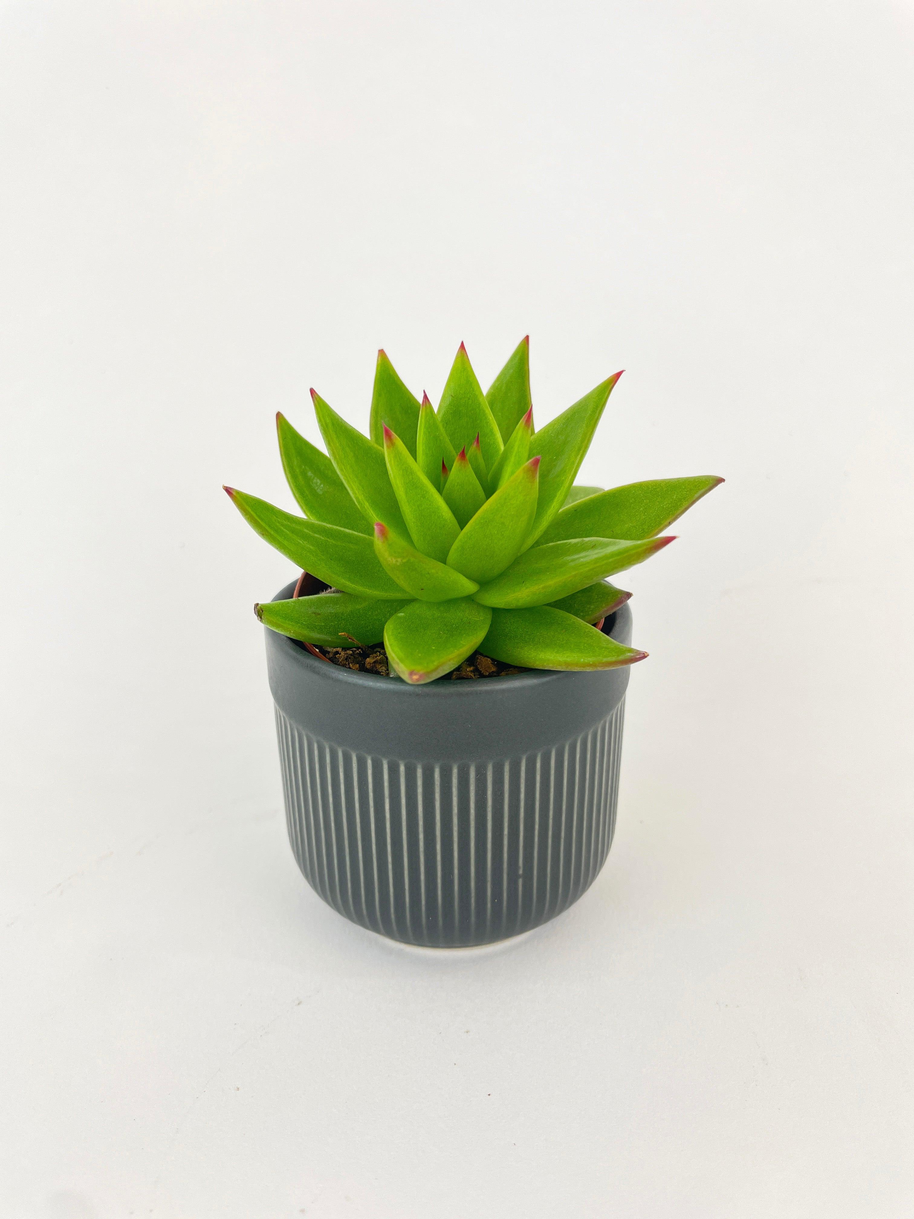 Echeveria Agavoides Succulent