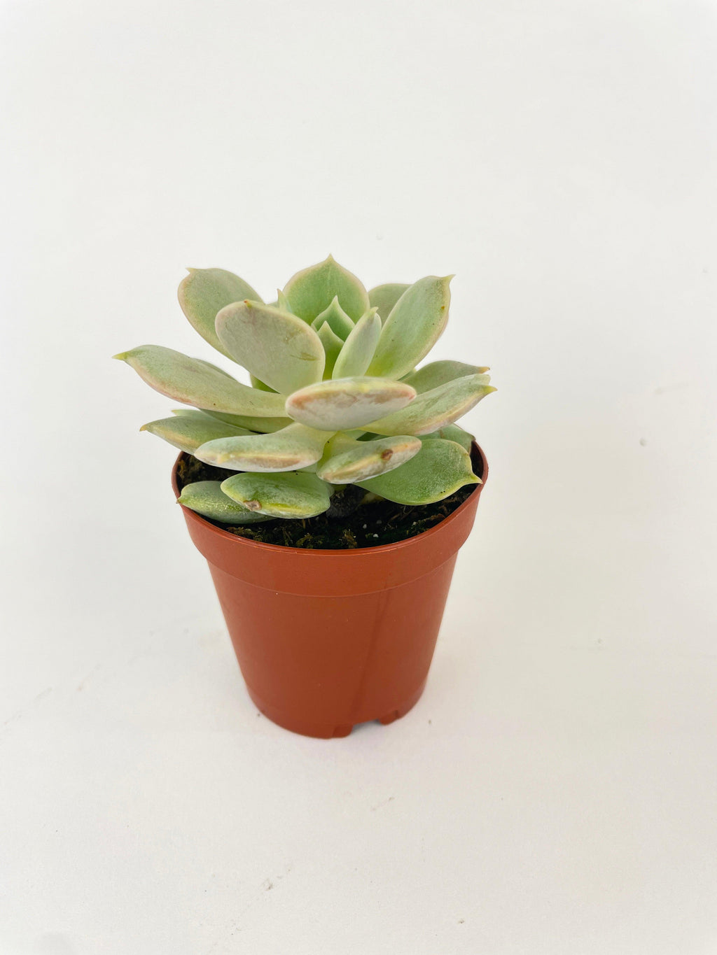 Echeveria Lola Succulent