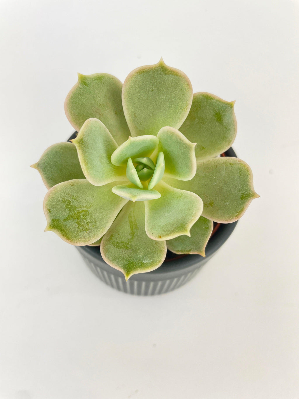 Echeveria Lola Succulent