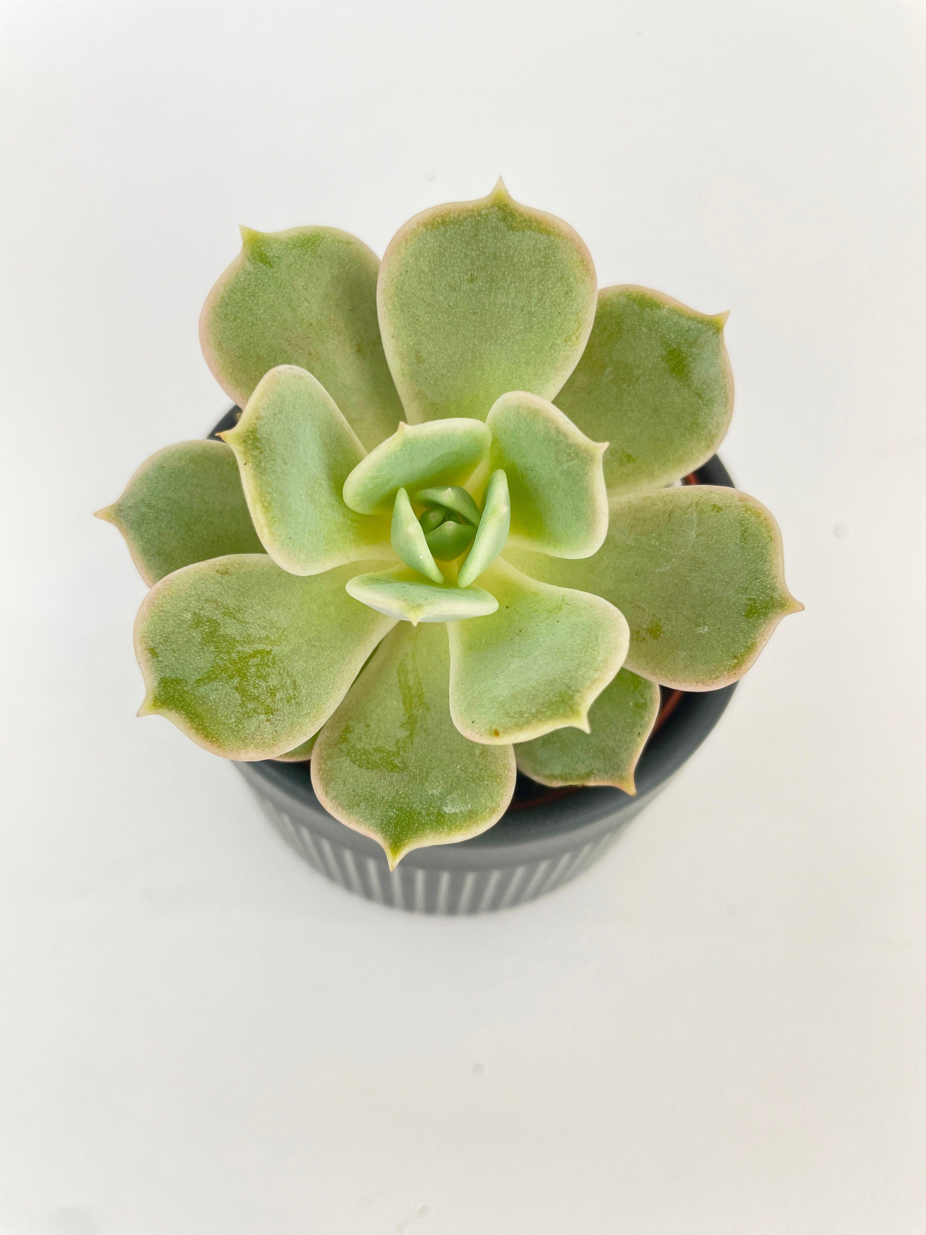 Echeveria Lola Succulent