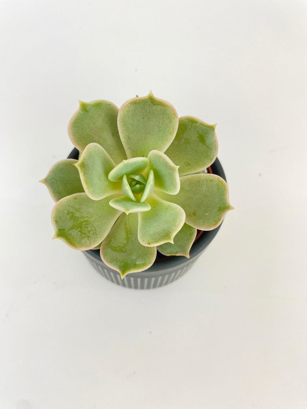 Echeveria Lola Succulent