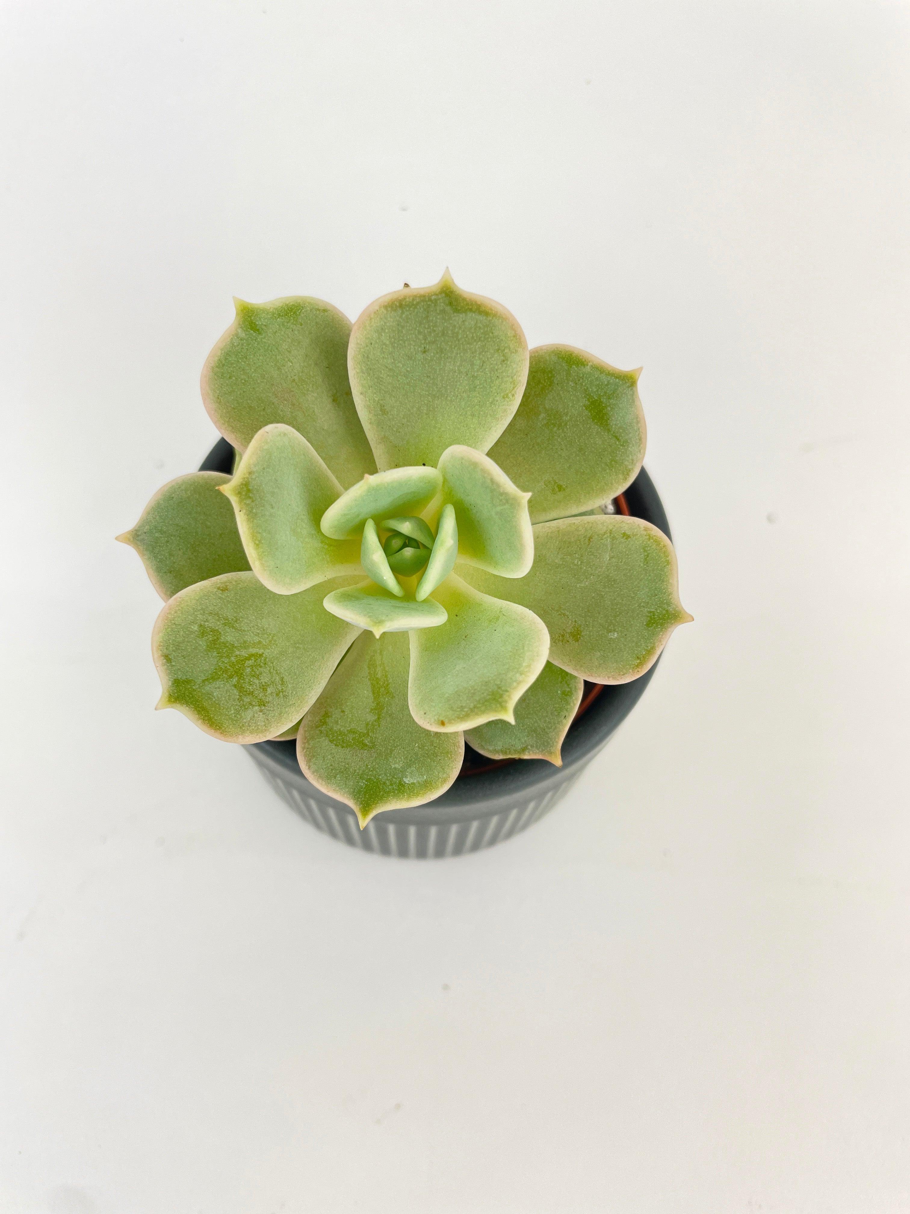 Echeveria Lola Succulent