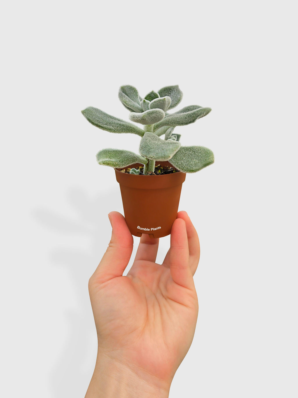 Echeveria Pulvinata 'Frosty'