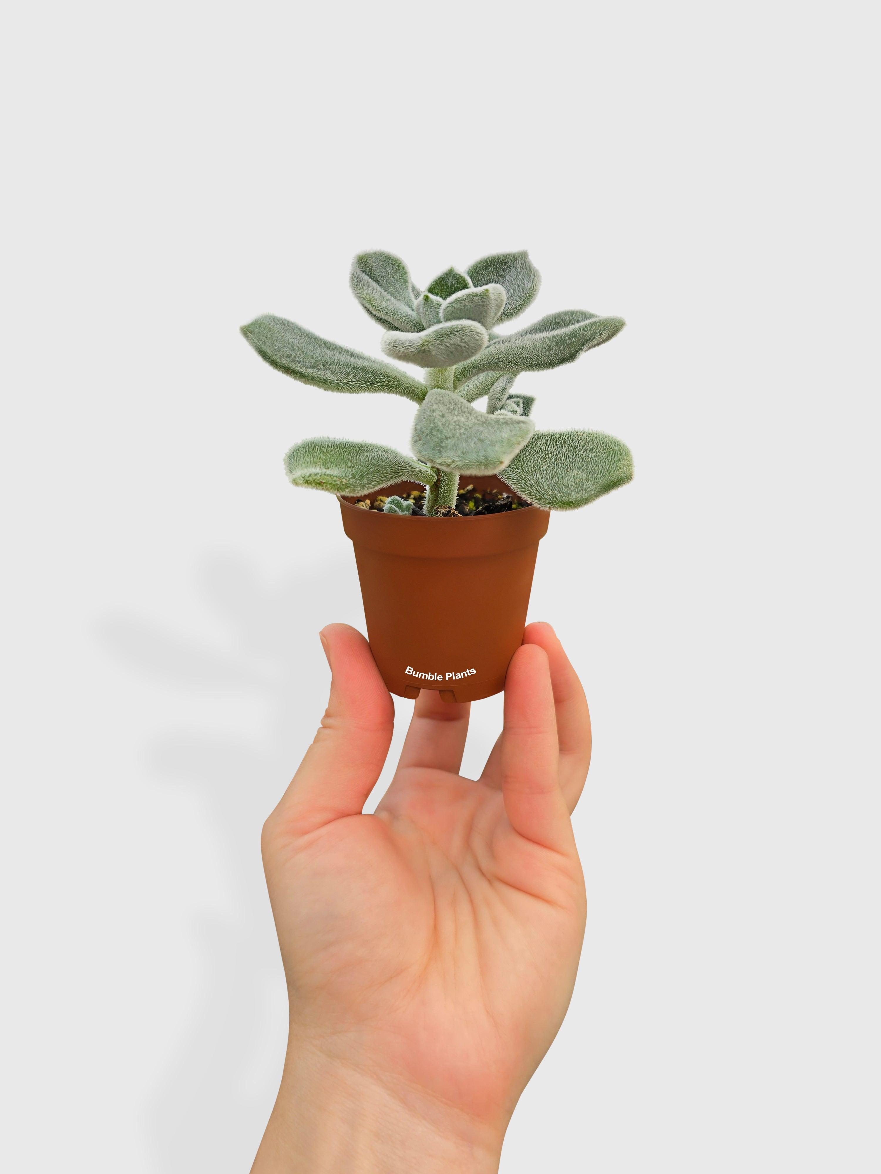 Echeveria Pulvinata 'Frosty'