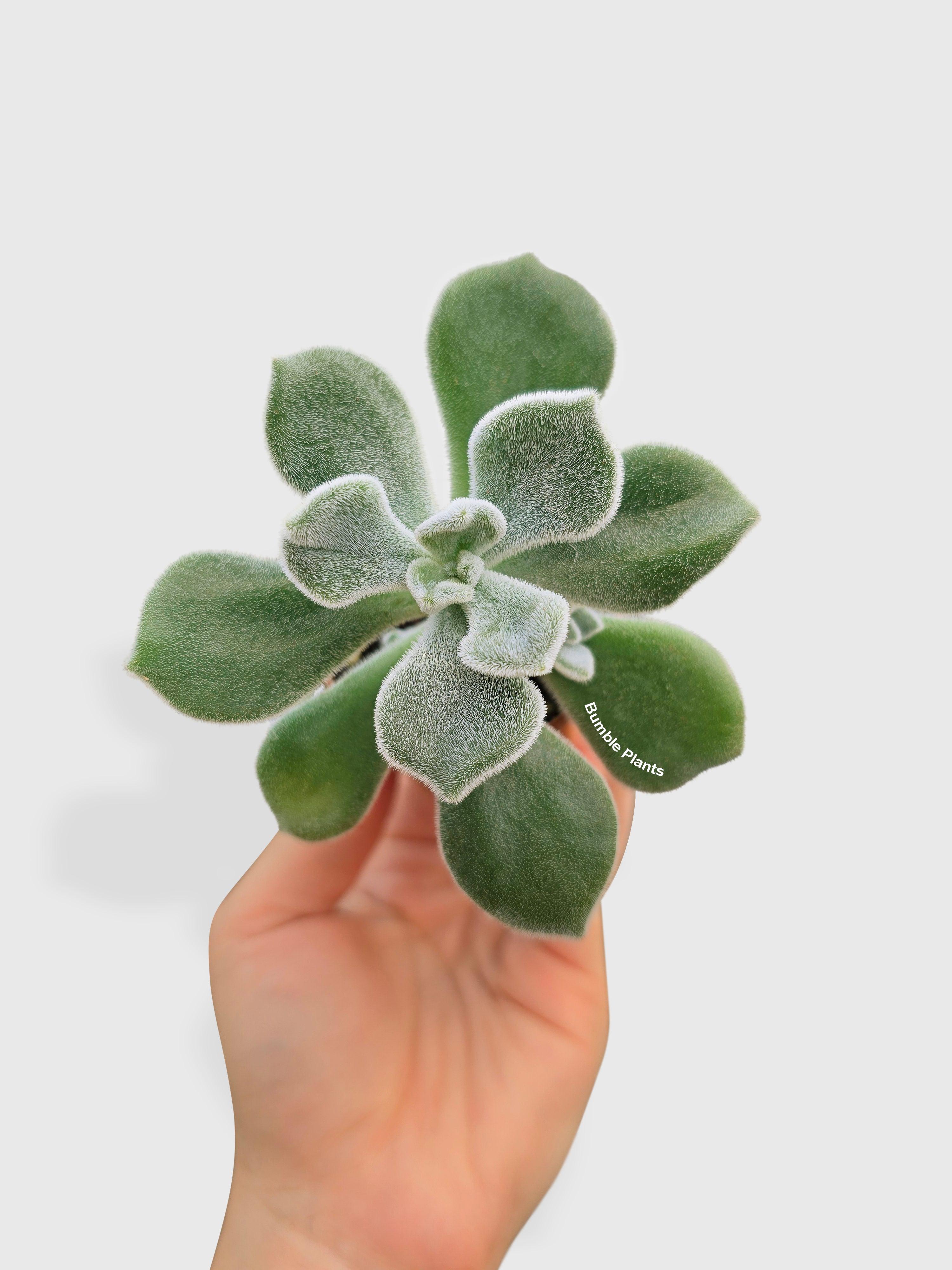 Echeveria Pulvinata 'Frosty'