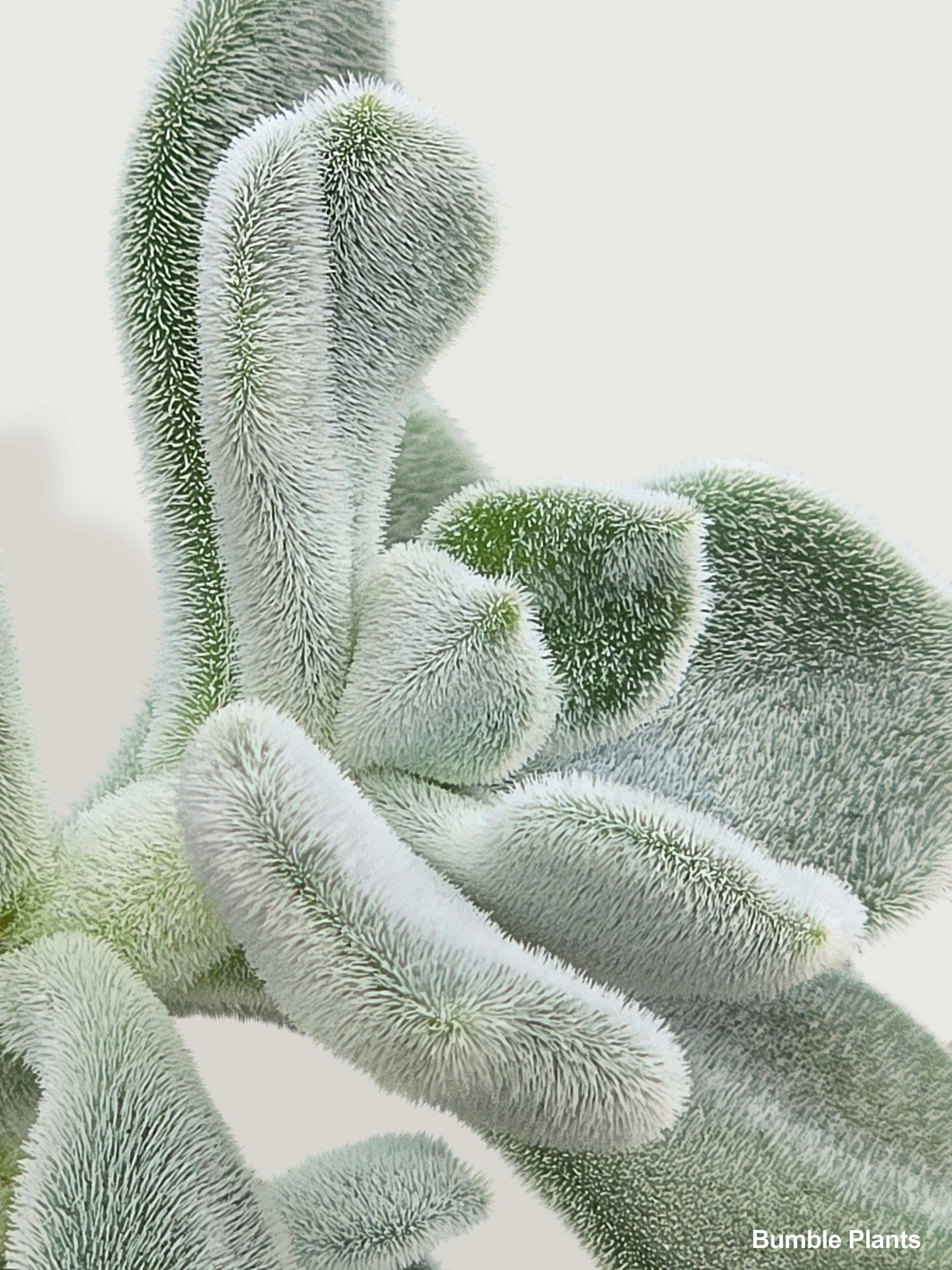 Echeveria Pulvinata 'Frosty'