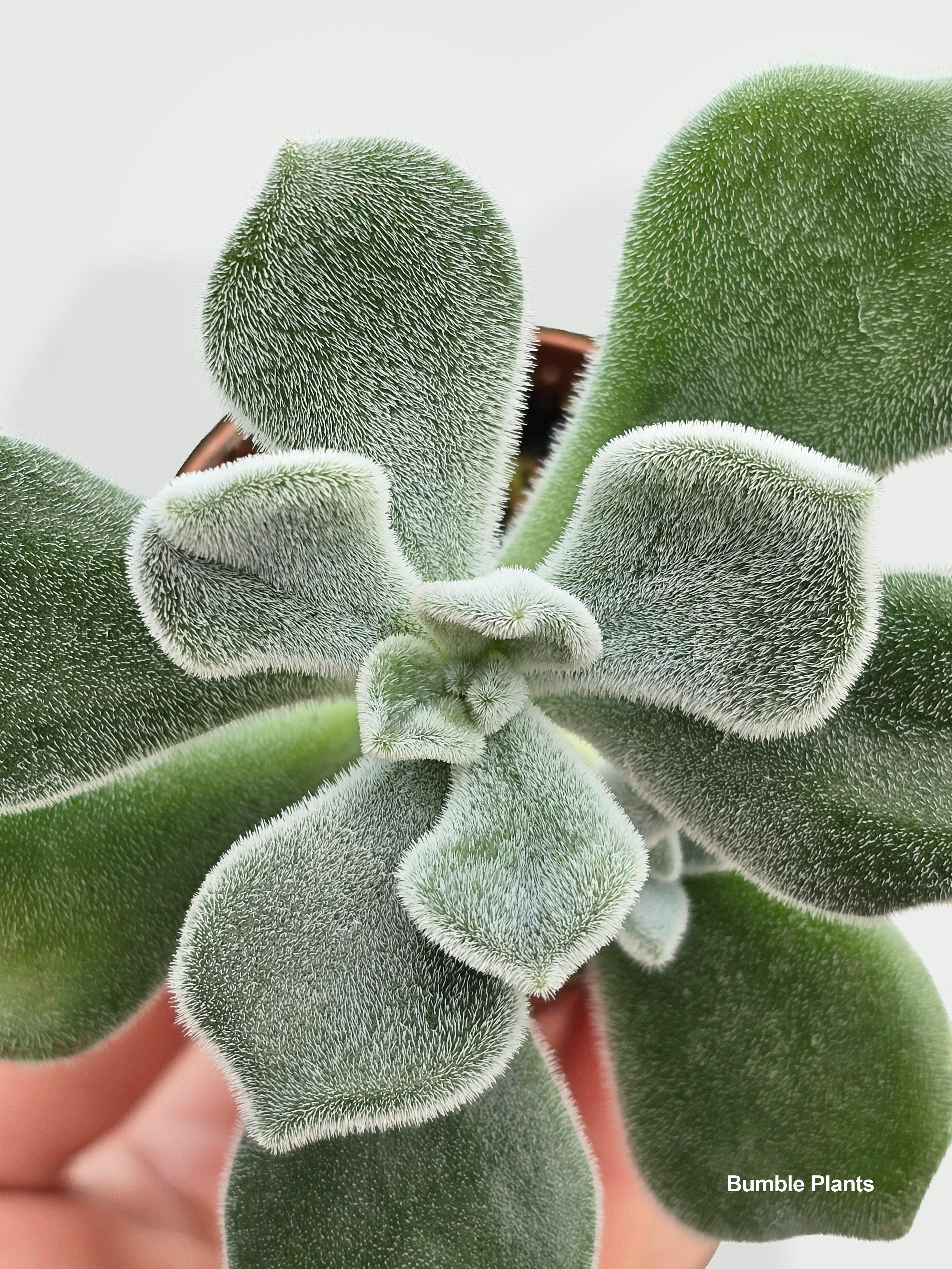 Echeveria Pulvinata 'Frosty'