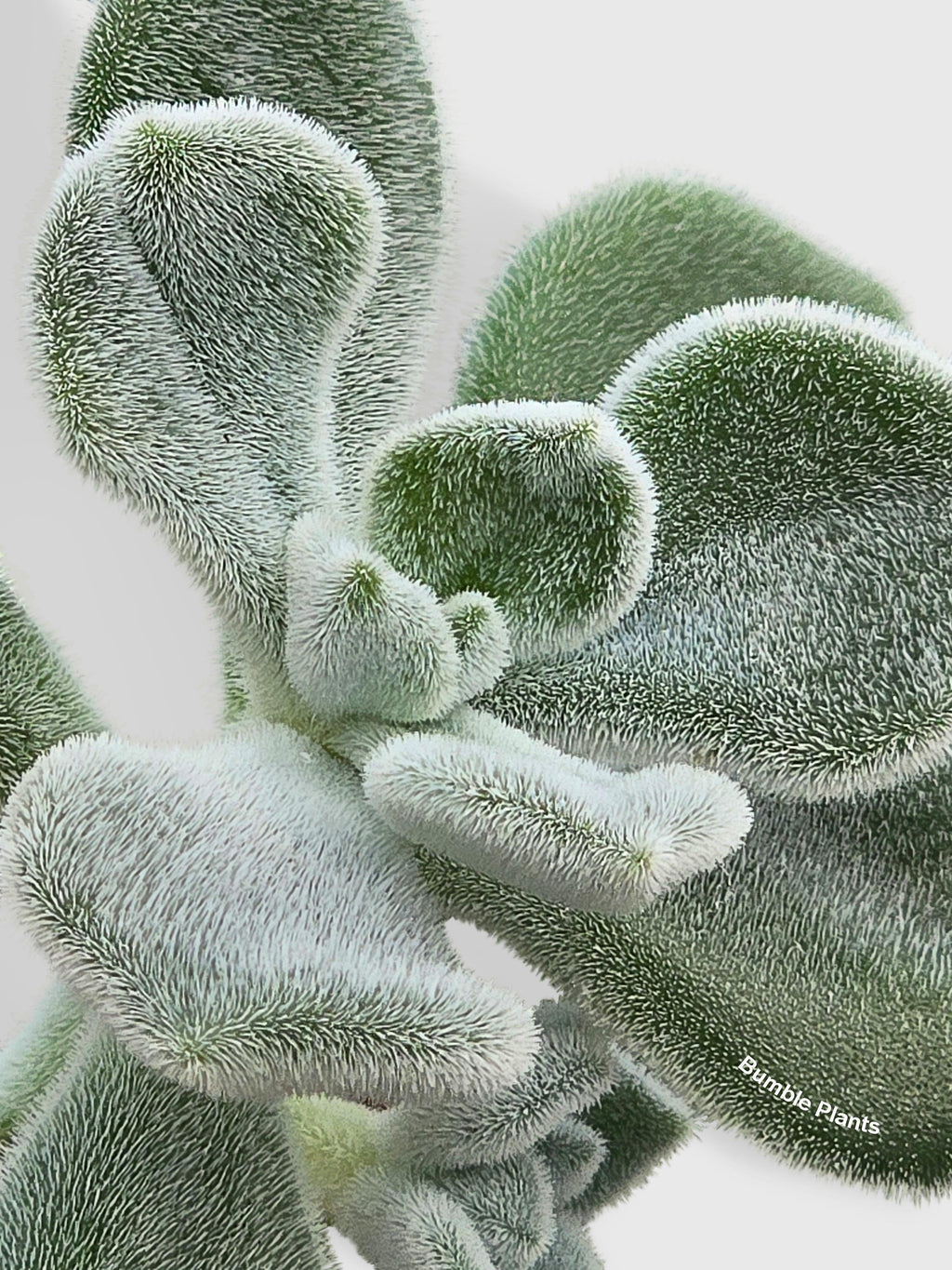 Echeveria Pulvinata 'Frosty'